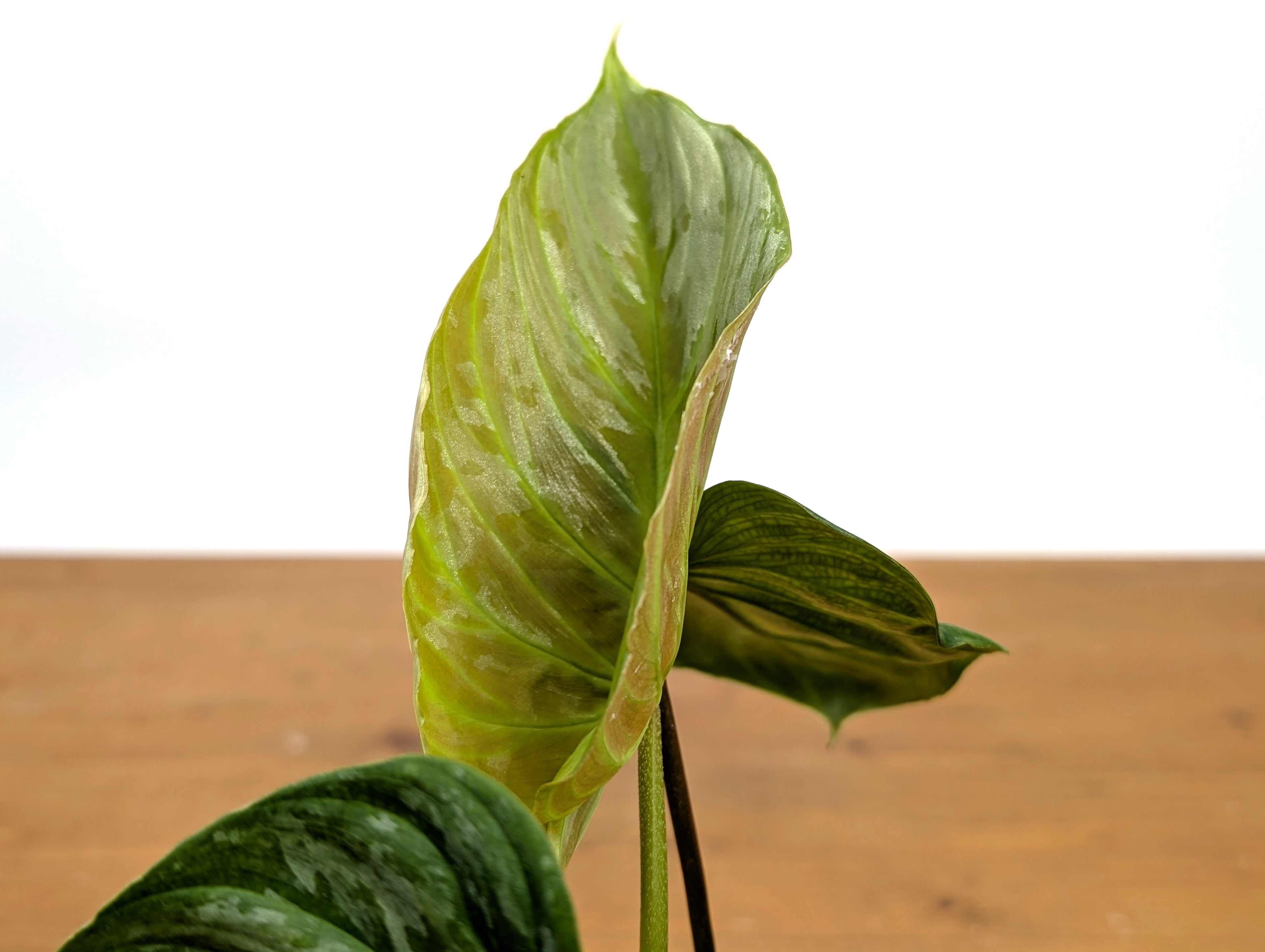 Philodendron Majestic