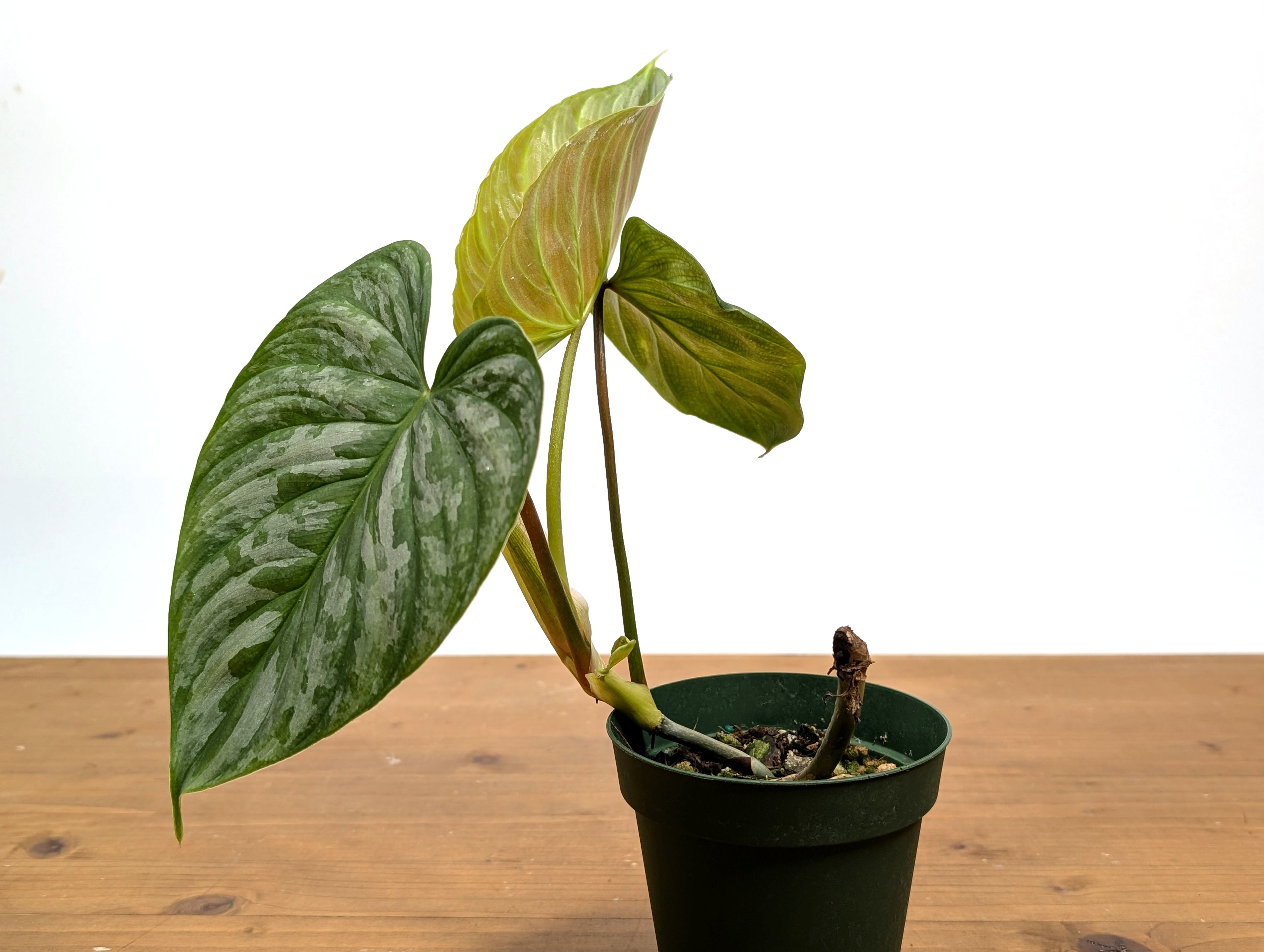 Philodendron Majestic