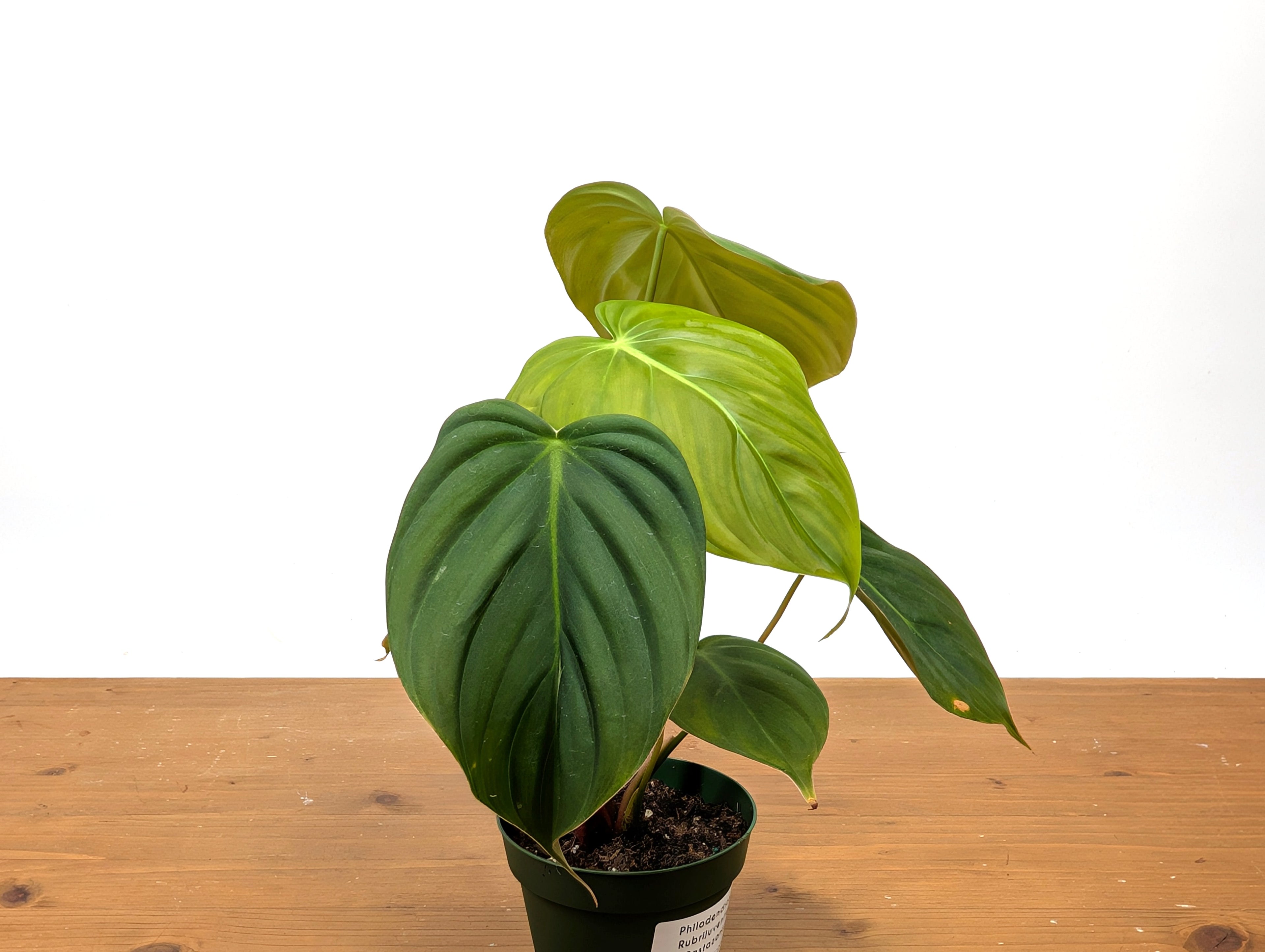 Philodendron Celebration (El Choco Red Rubrijuvenile x Pastazanum)