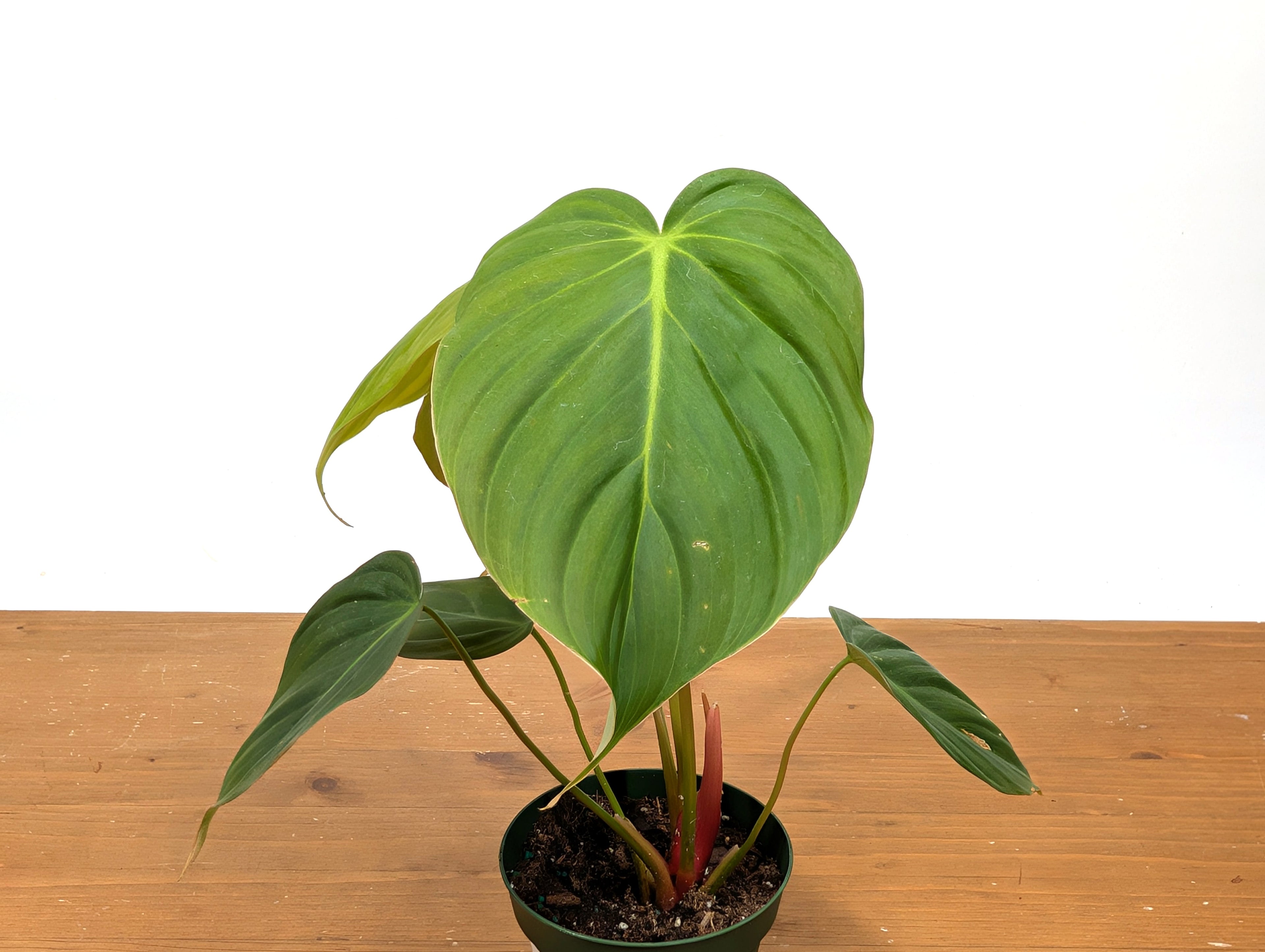 Philodendron Celebration (El Choco Red Rubrijuvenile x Pastazanum)