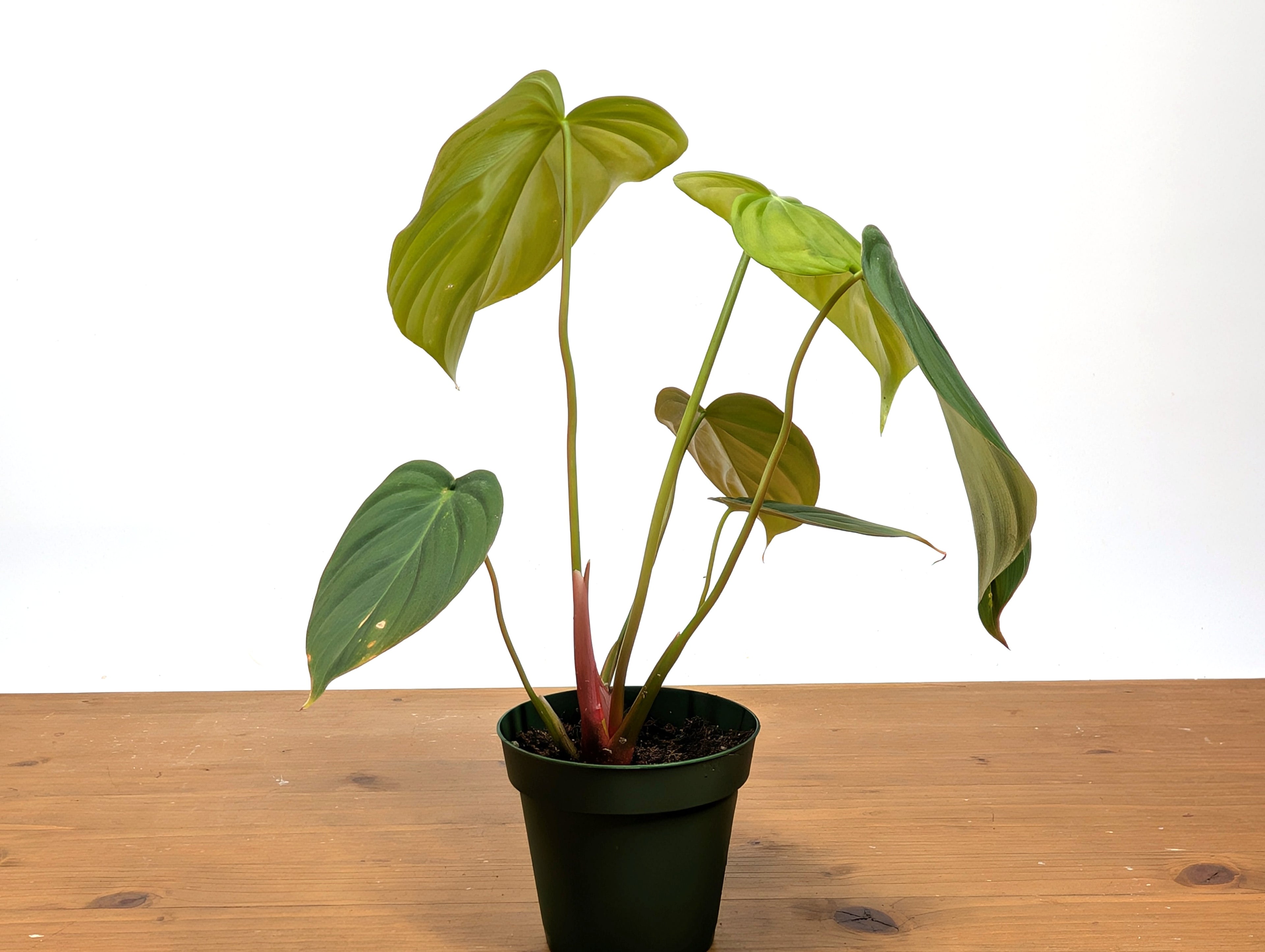 Philodendron Celebration (El Choco Red Rubrijuvenile x Pastazanum)