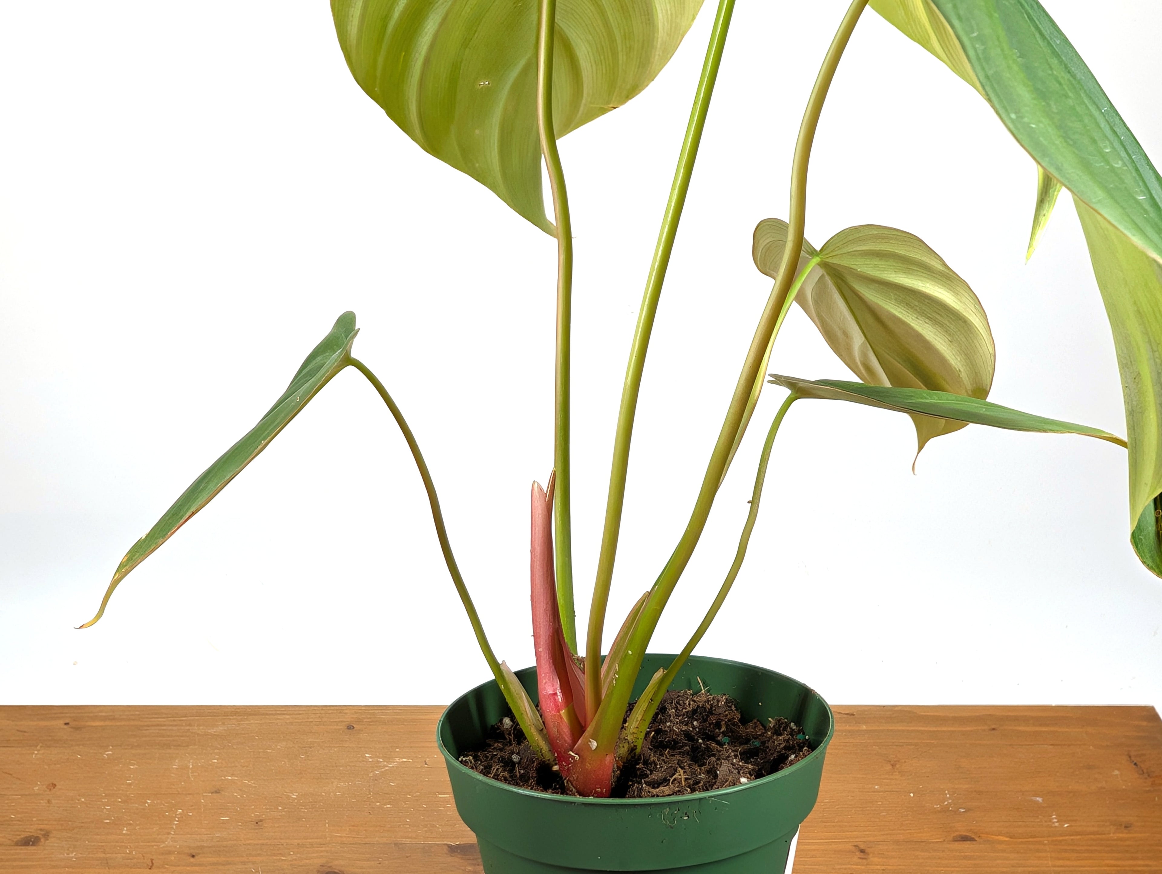 Philodendron Celebration (El Choco Red Rubrijuvenile x Pastazanum)