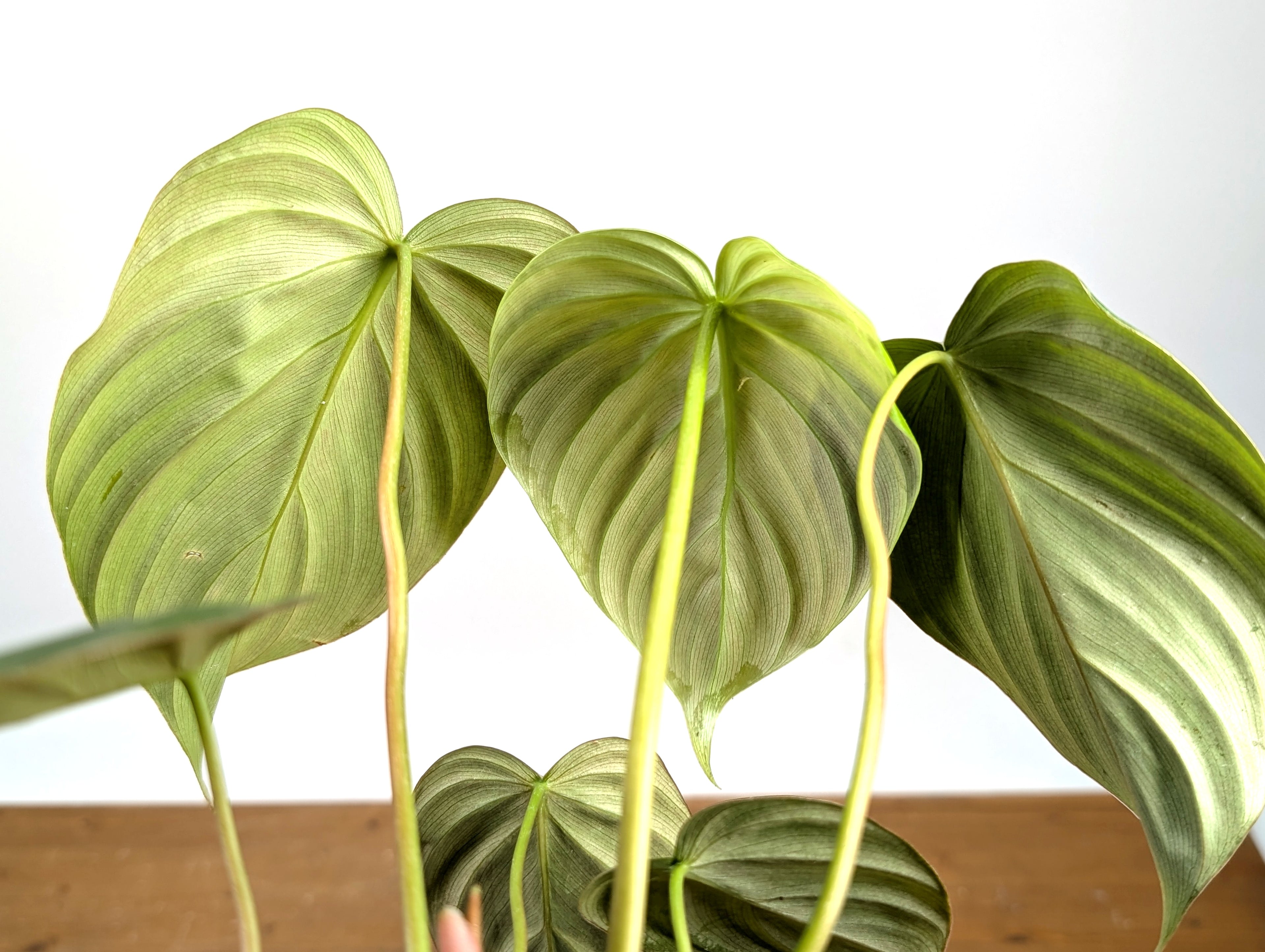Philodendron Celebration (El Choco Red Rubrijuvenile x Pastazanum)