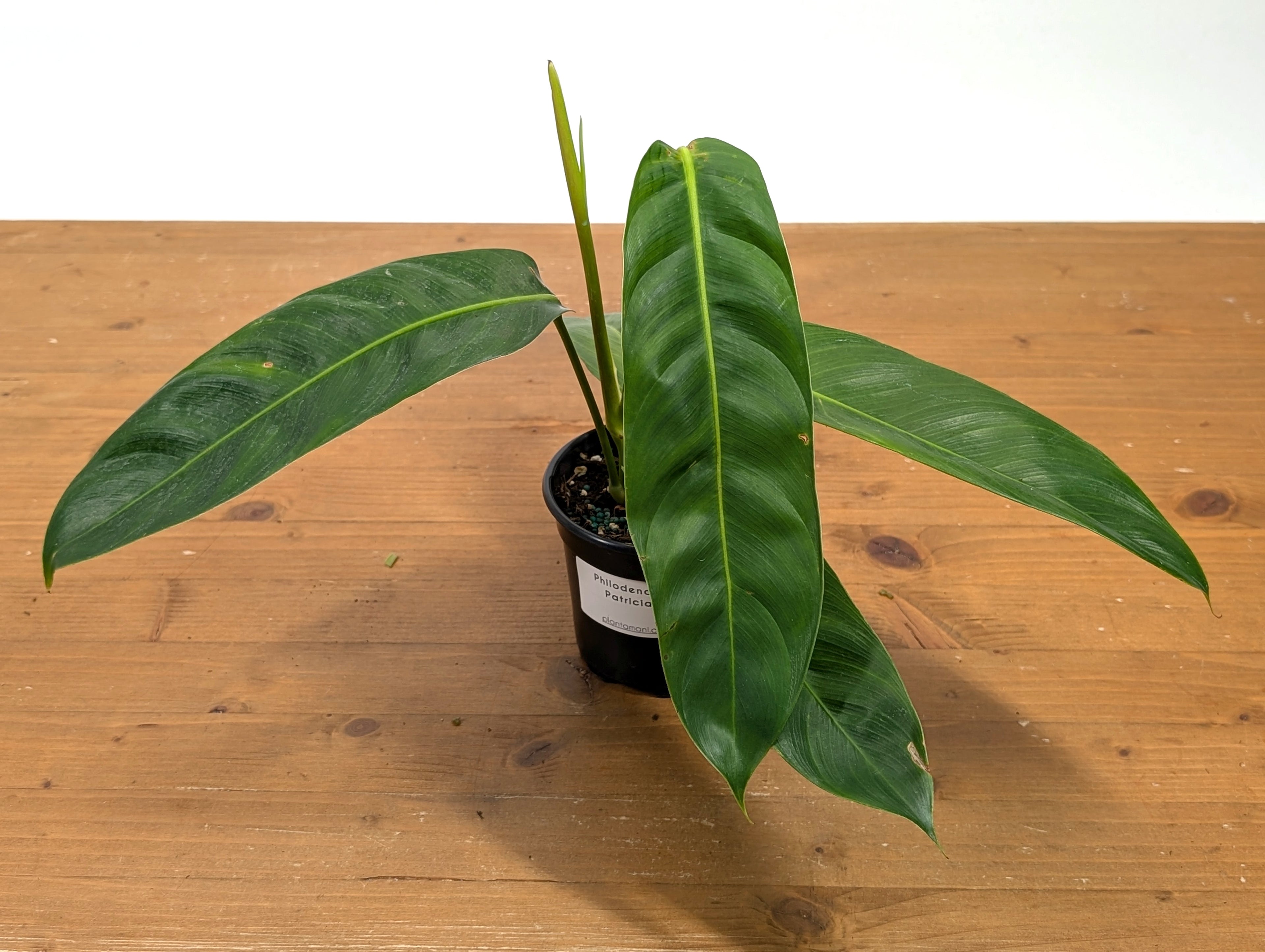 Philodendron Patriciae