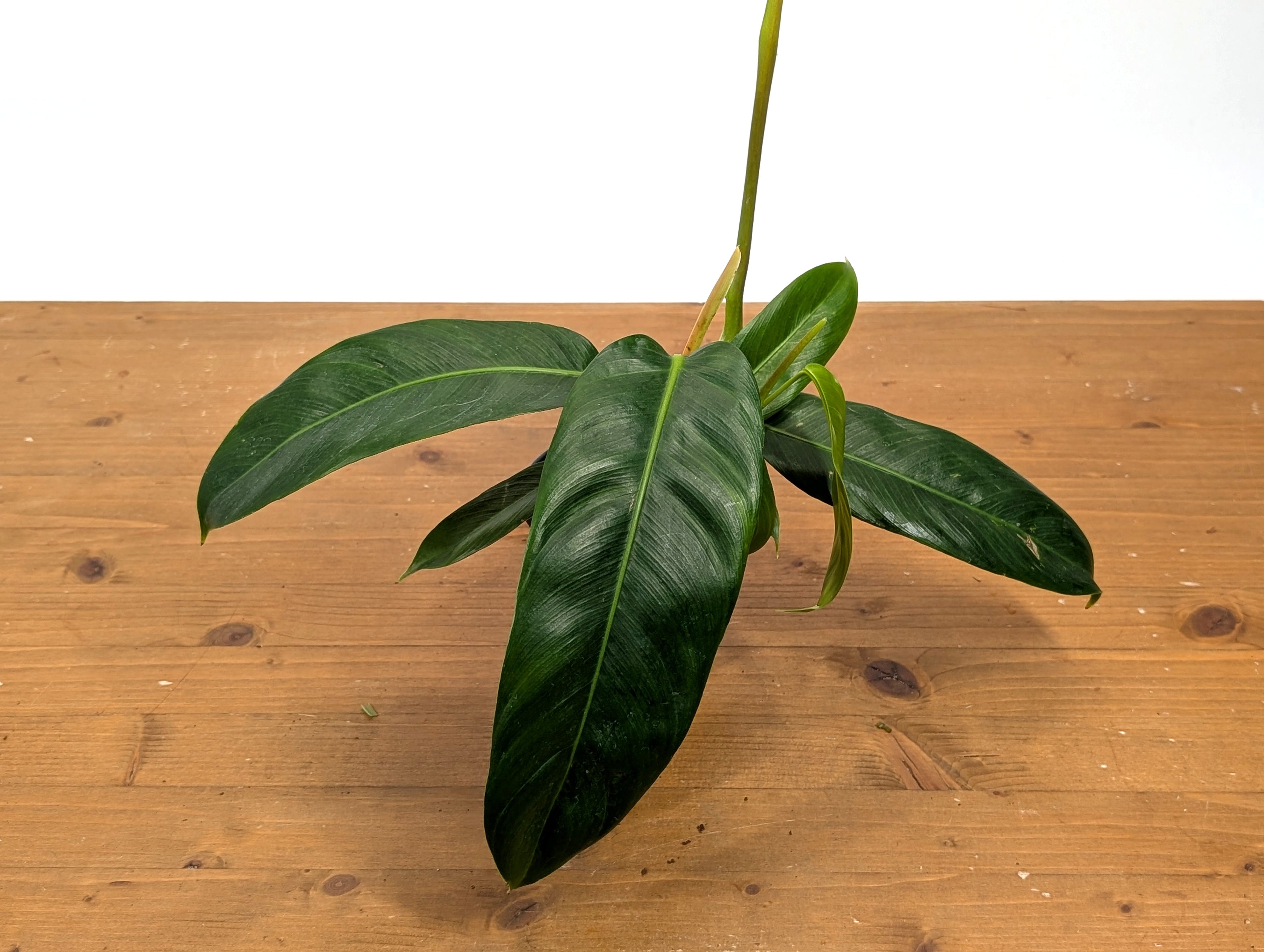 Philodendron Patriciae