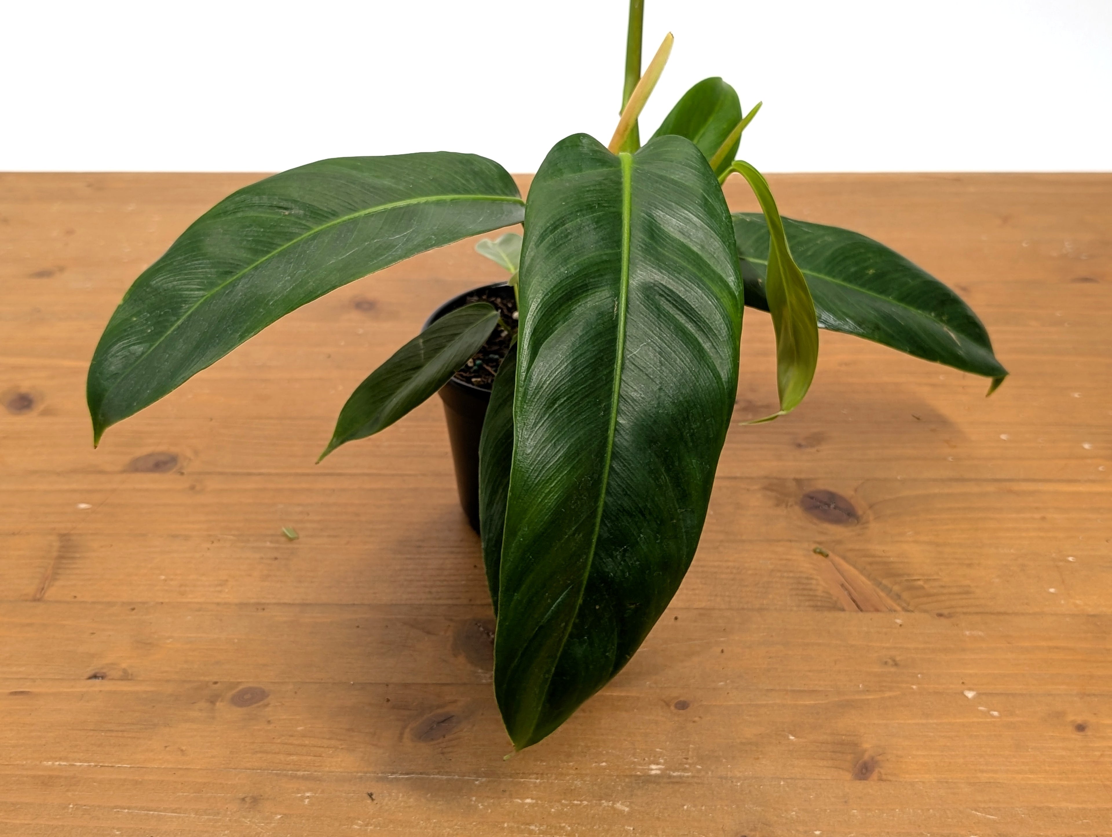 Philodendron Patriciae