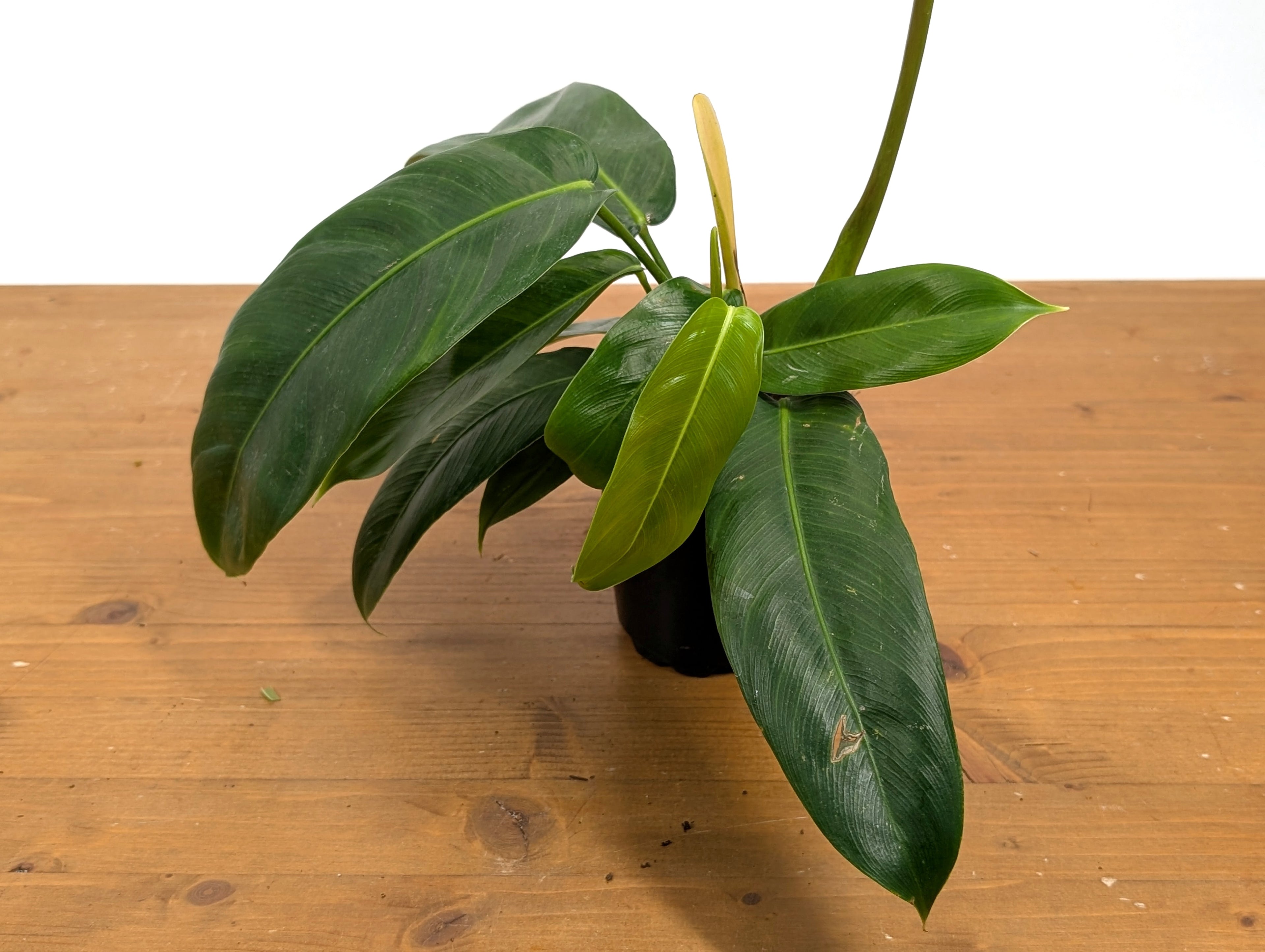 Philodendron Patriciae