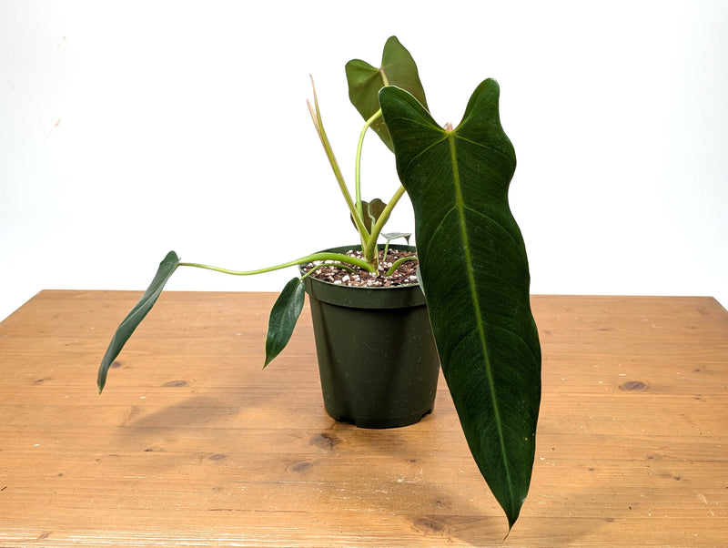 Philodendron Spiritus Sancti