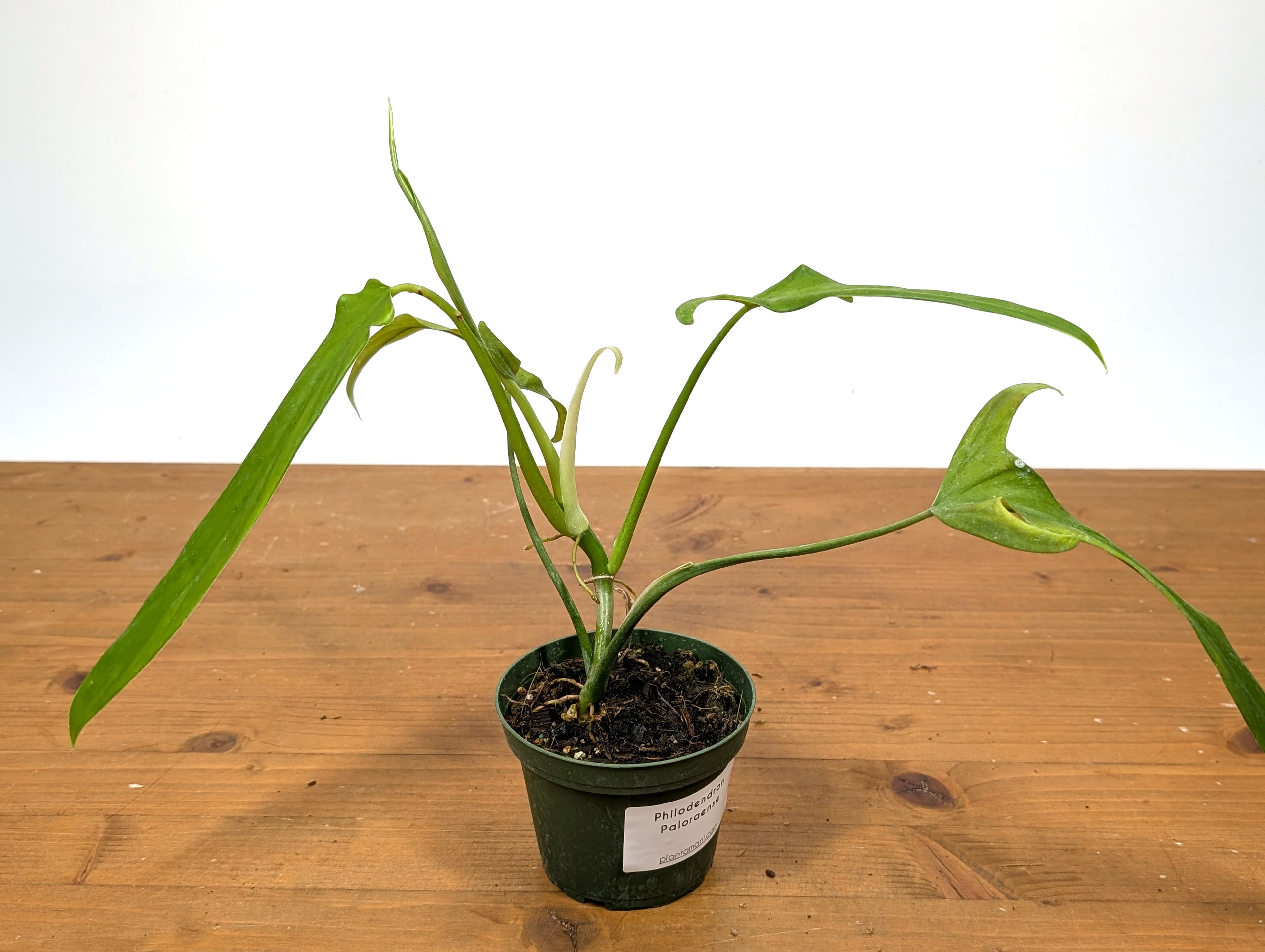 Philodendron Paloraense