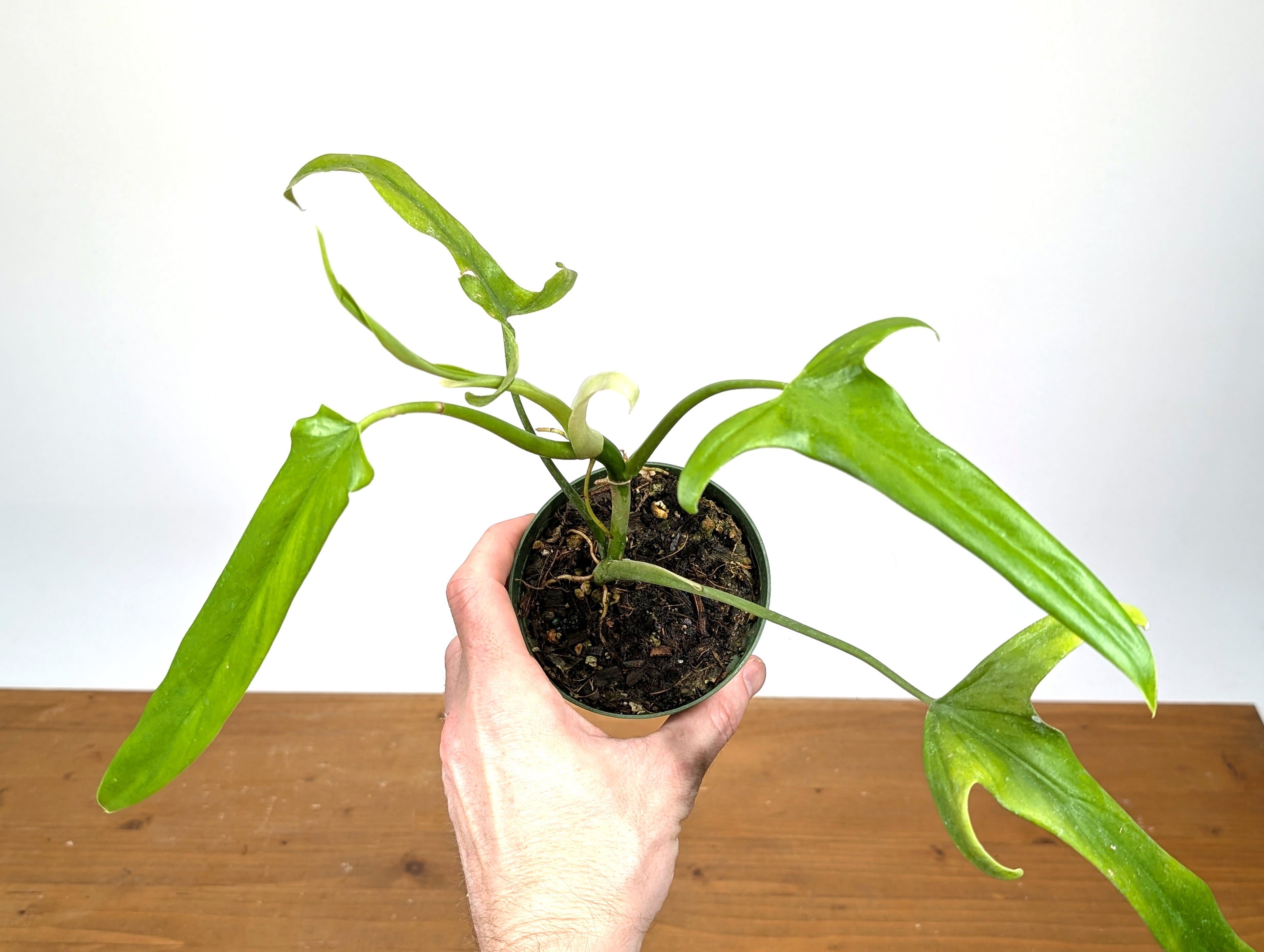 Philodendron Paloraense