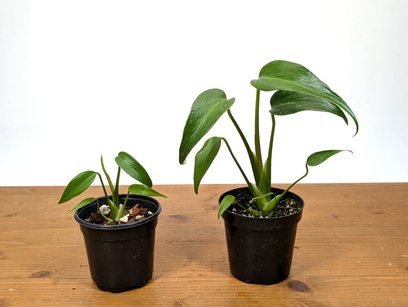 Monstera Burle Marx Flame