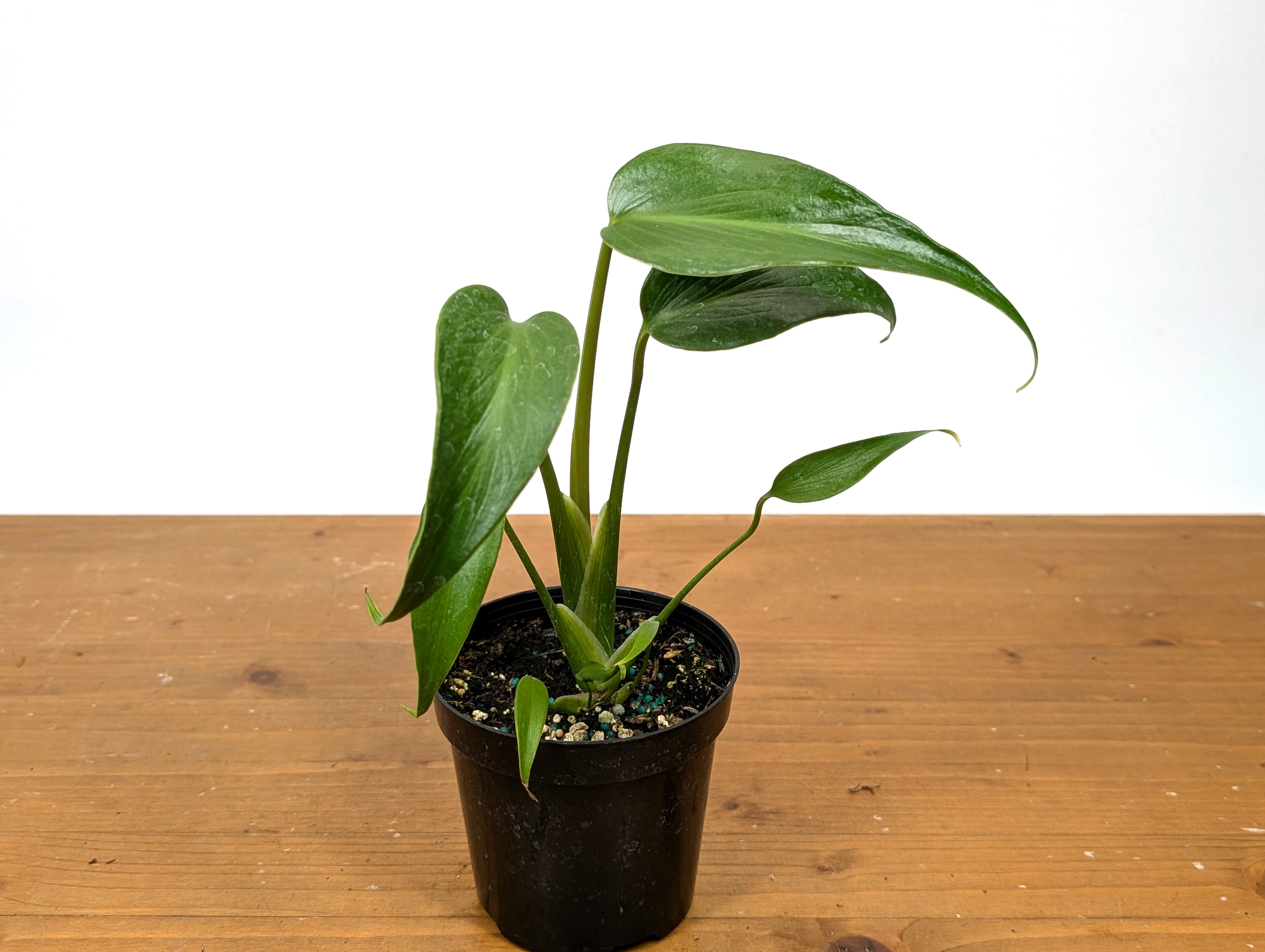 Monstera Burle Marx Flame