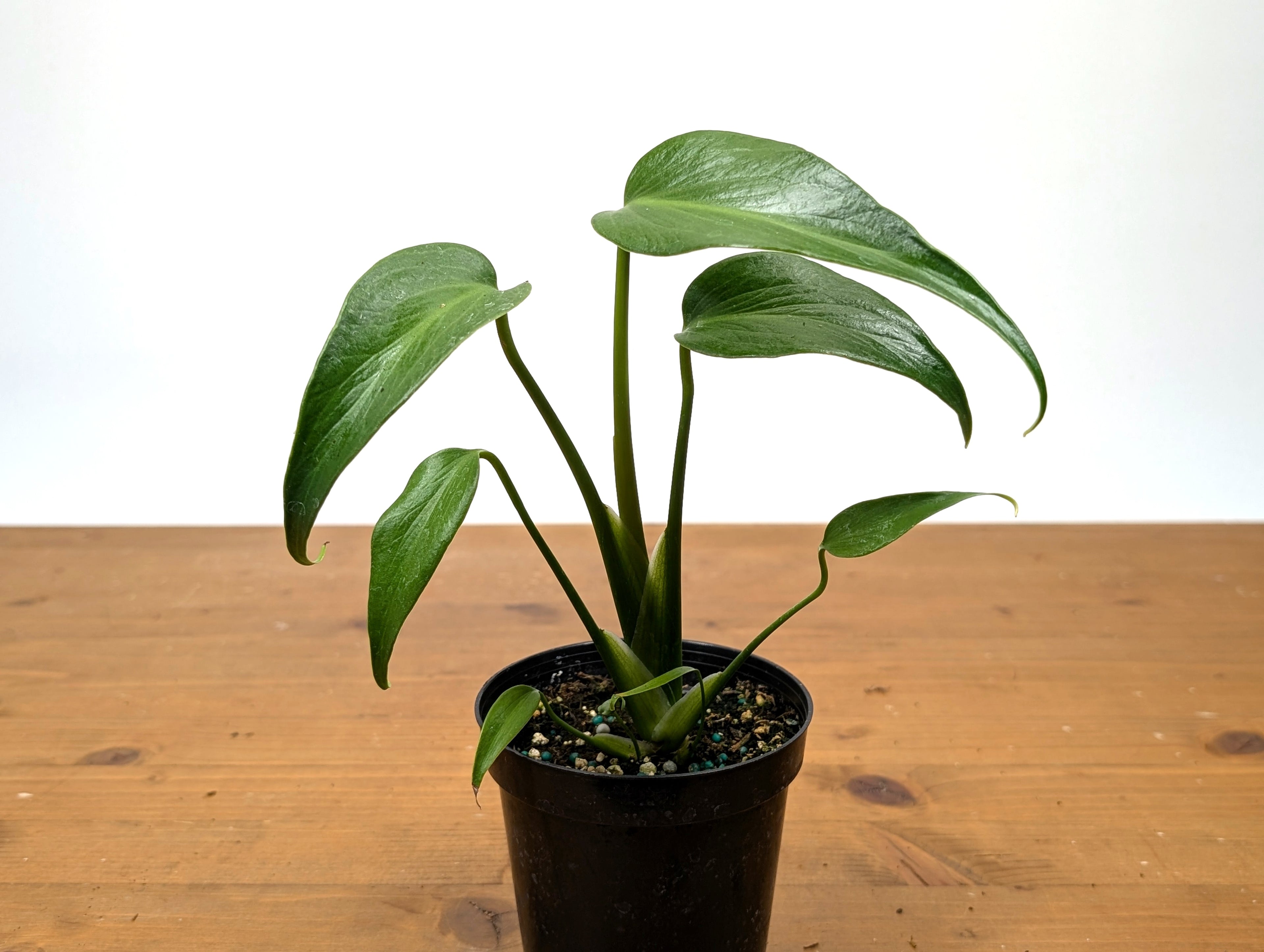 Monstera Burle Marx Flame