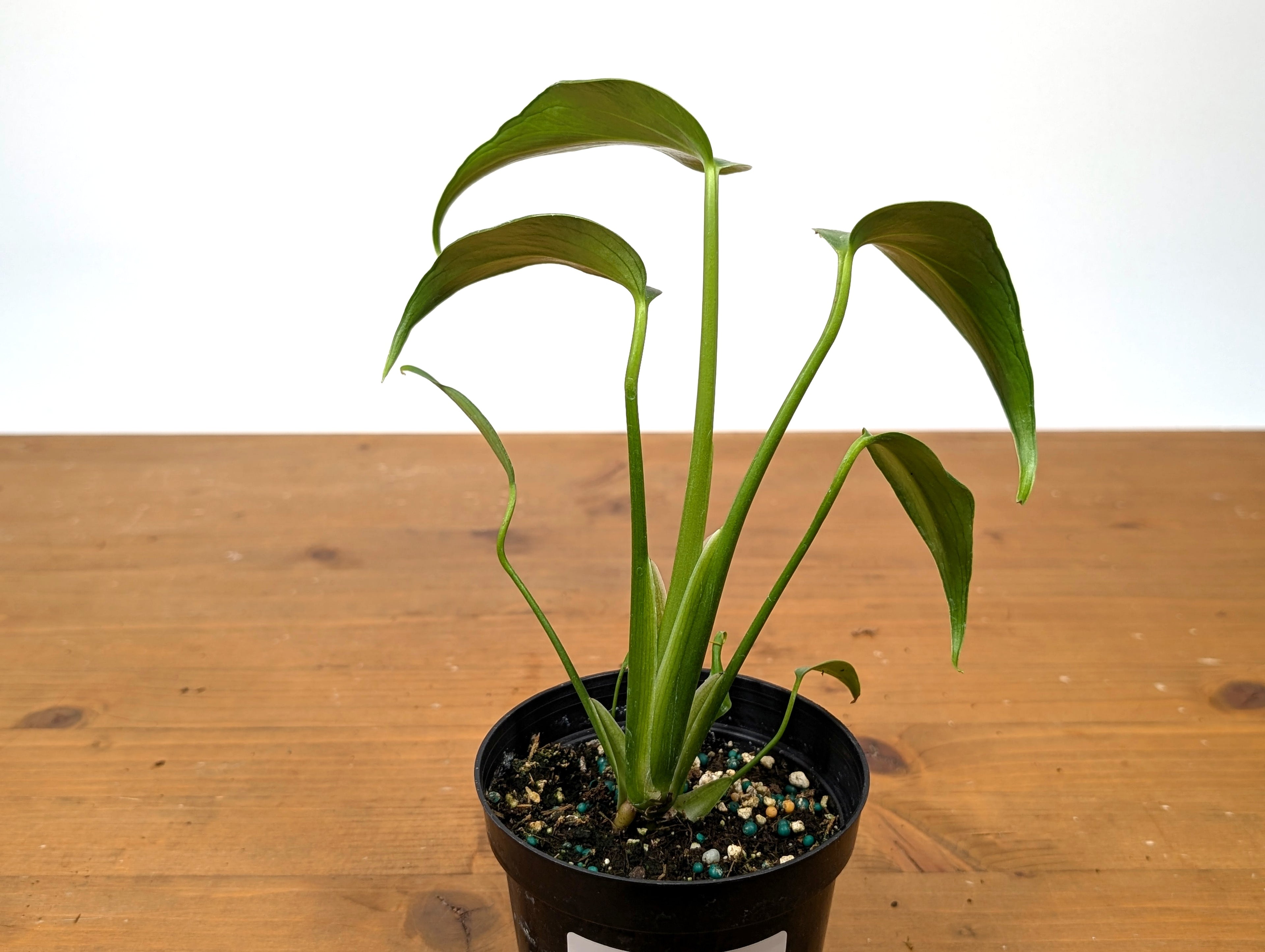 Monstera Burle Marx Flame