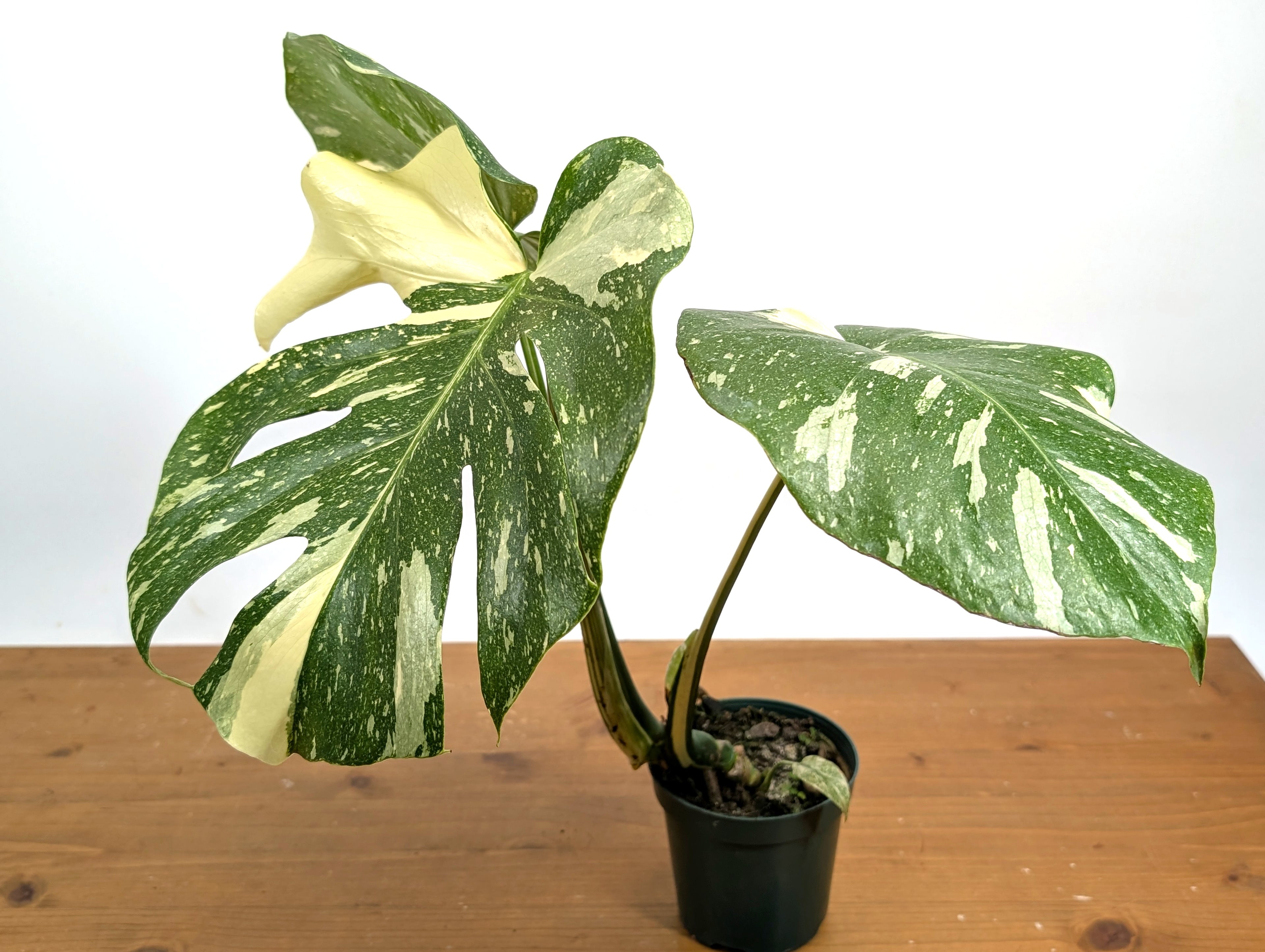 Monstera Thai Constellation