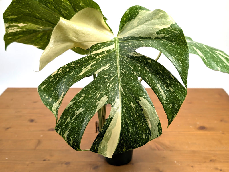 Monstera Thai Constellation