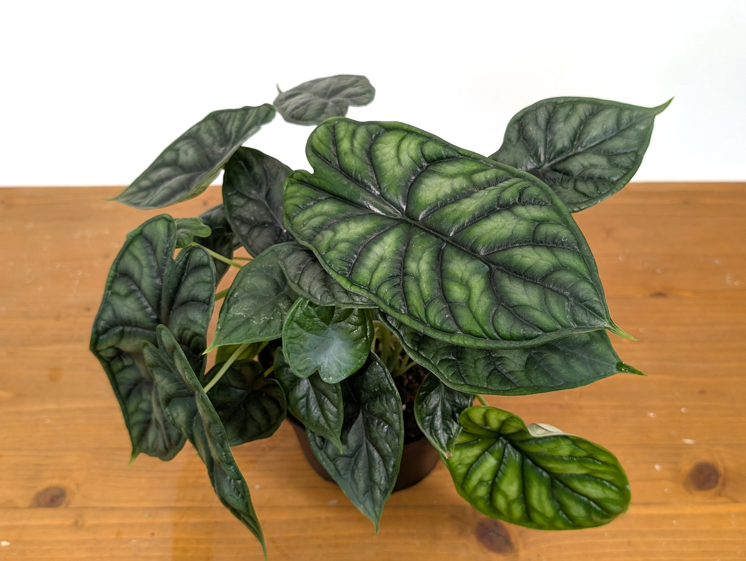 Alocasia Dragon Scale