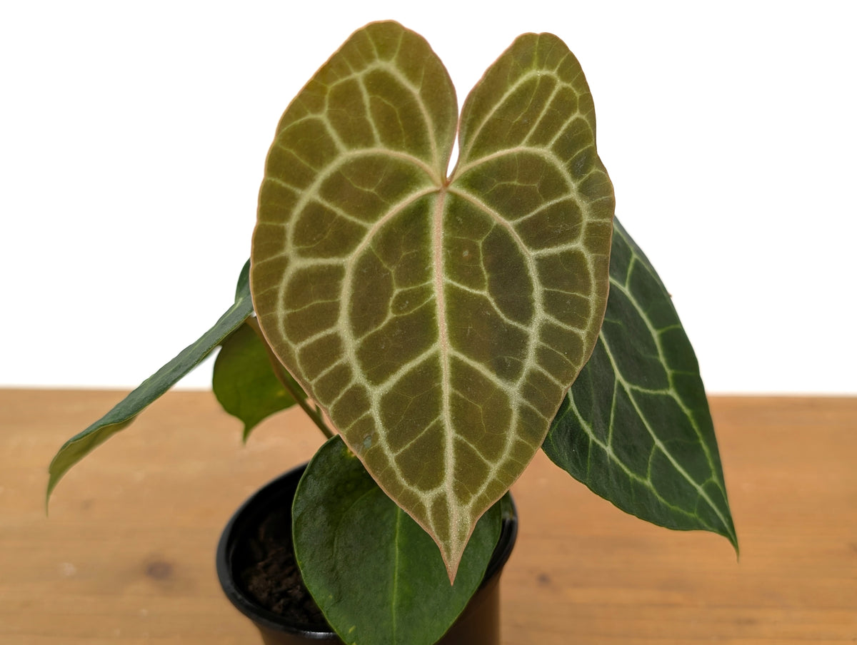 Anthurium Clarinervium