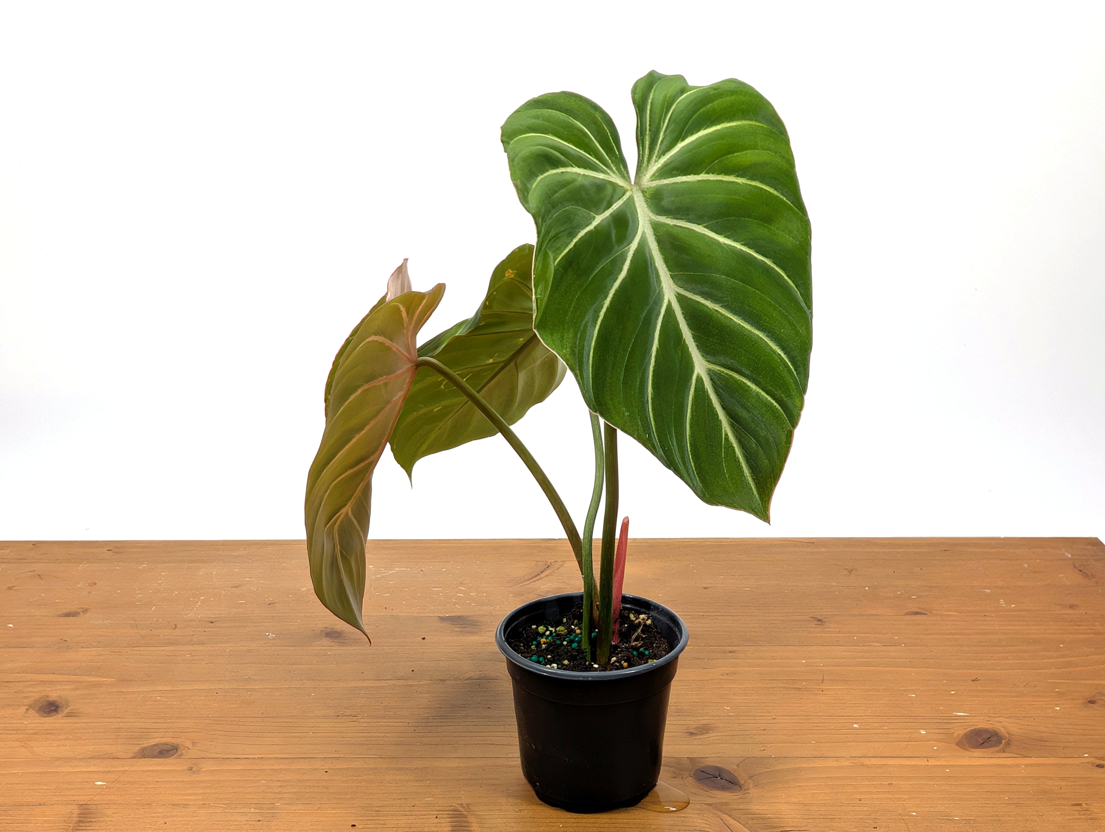 Philodendron Gloriosum Zebra &