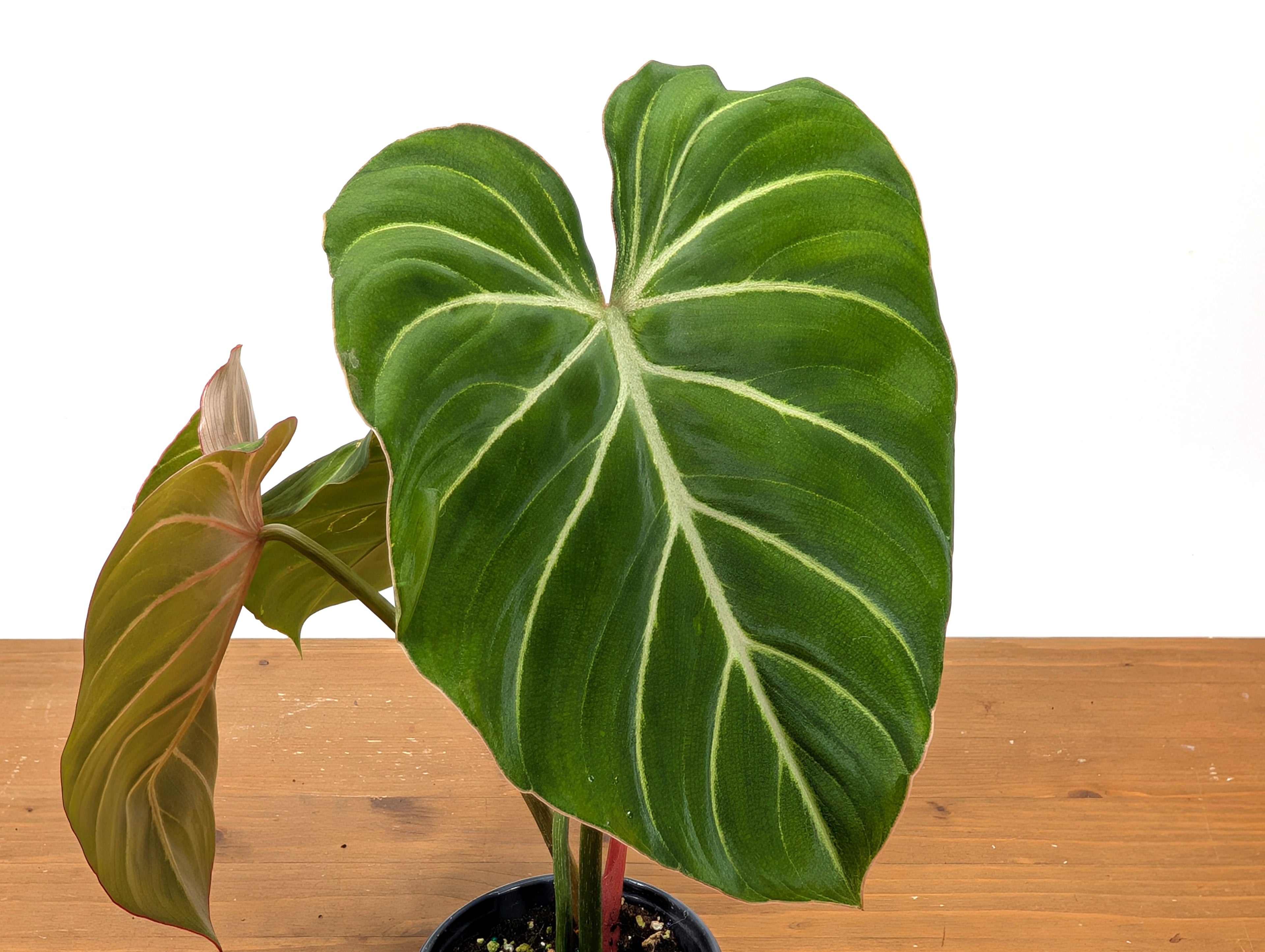 Philodendron Gloriosum Zebra &
