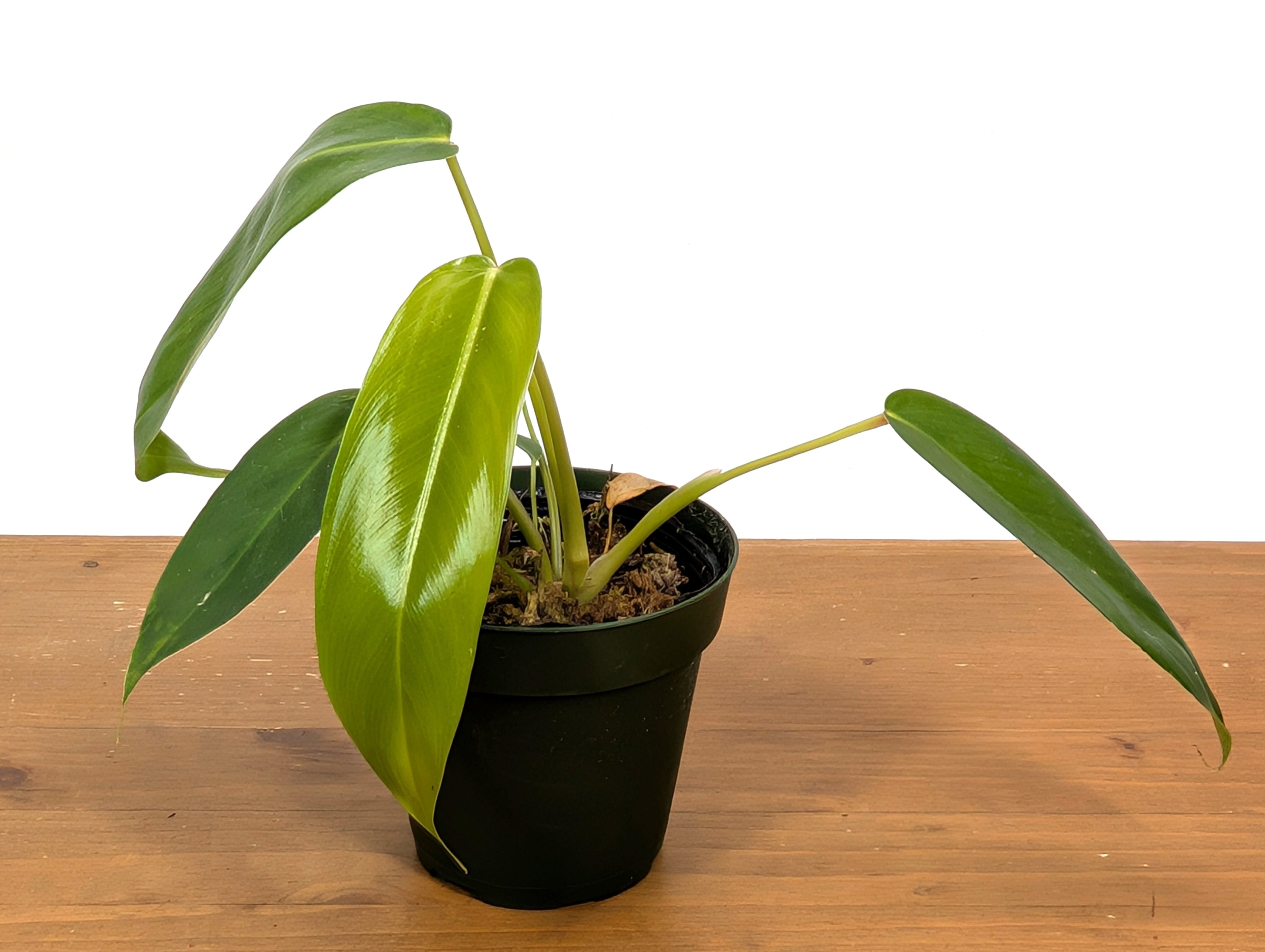 Philodendron Amazon Spirit (Patriciae x Spiritus Sancti)