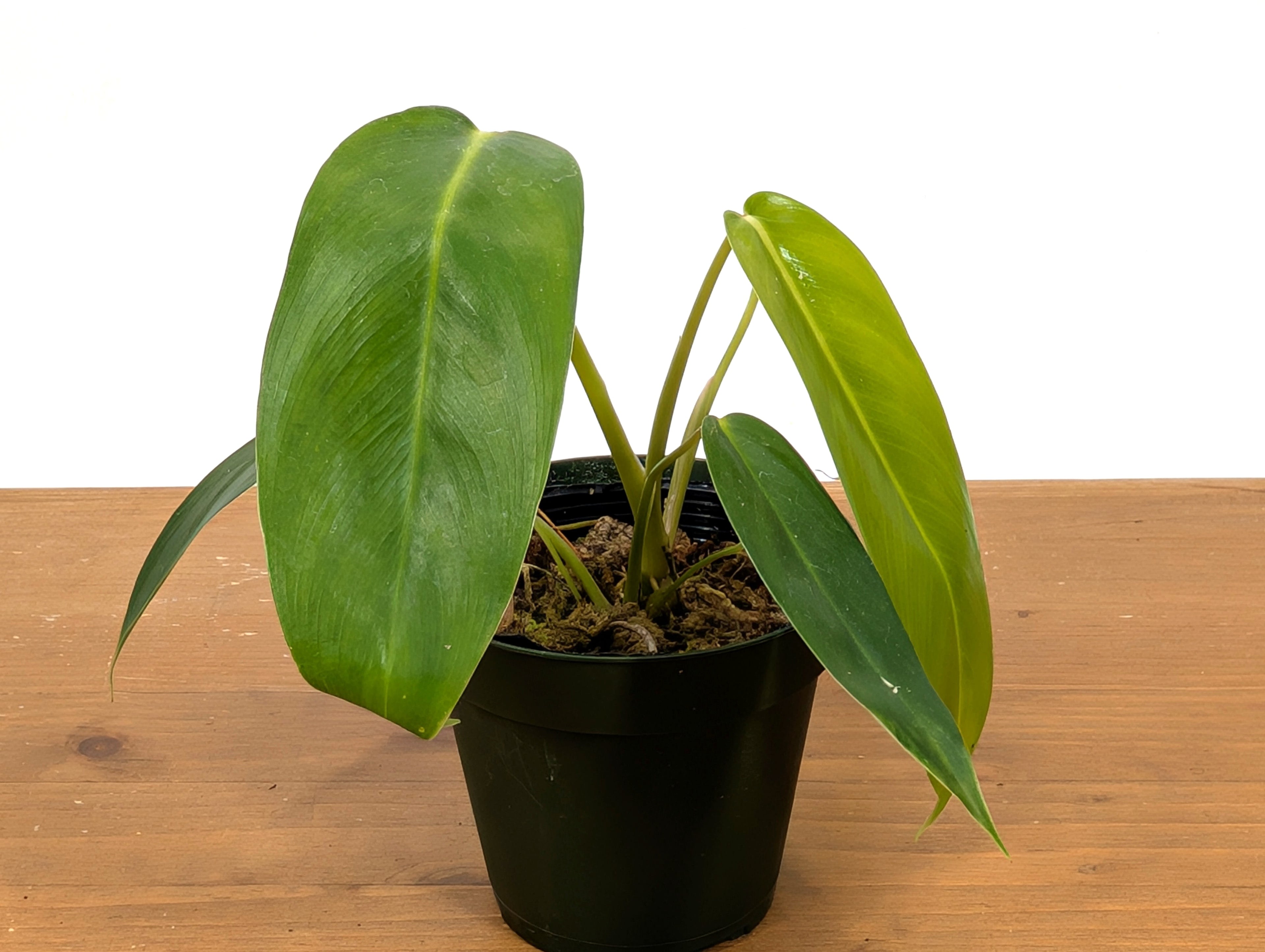 Philodendron Amazon Spirit (Patriciae x Spiritus Sancti)