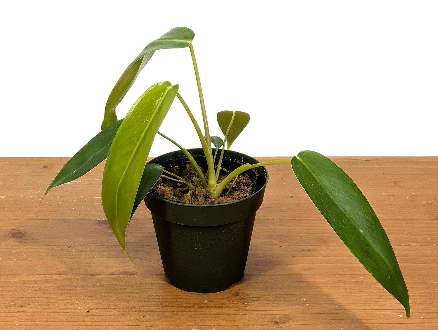 Philodendron Amazon Spirit (Patriciae x Spiritus Sancti)