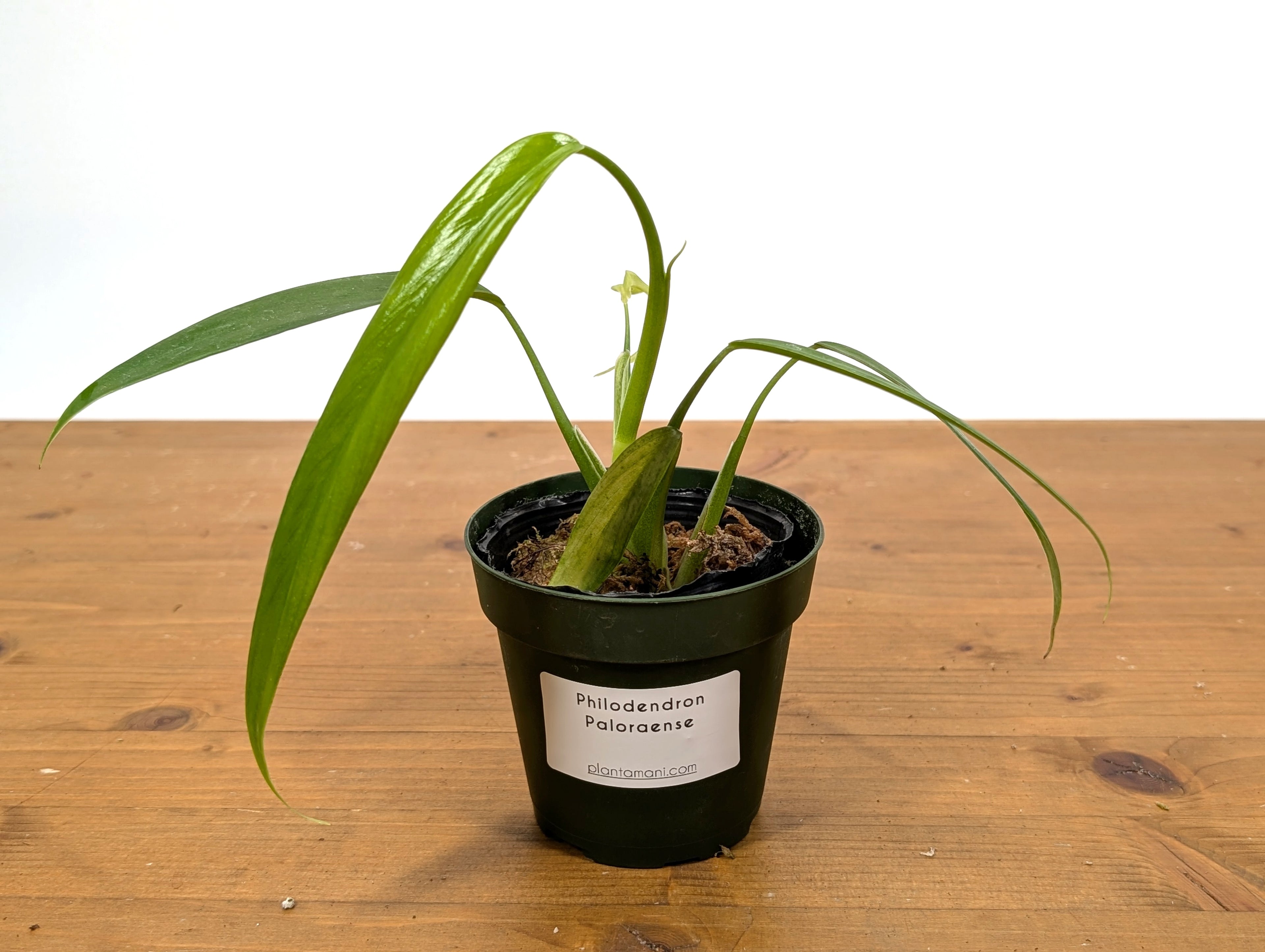 Philodendron Paloraense