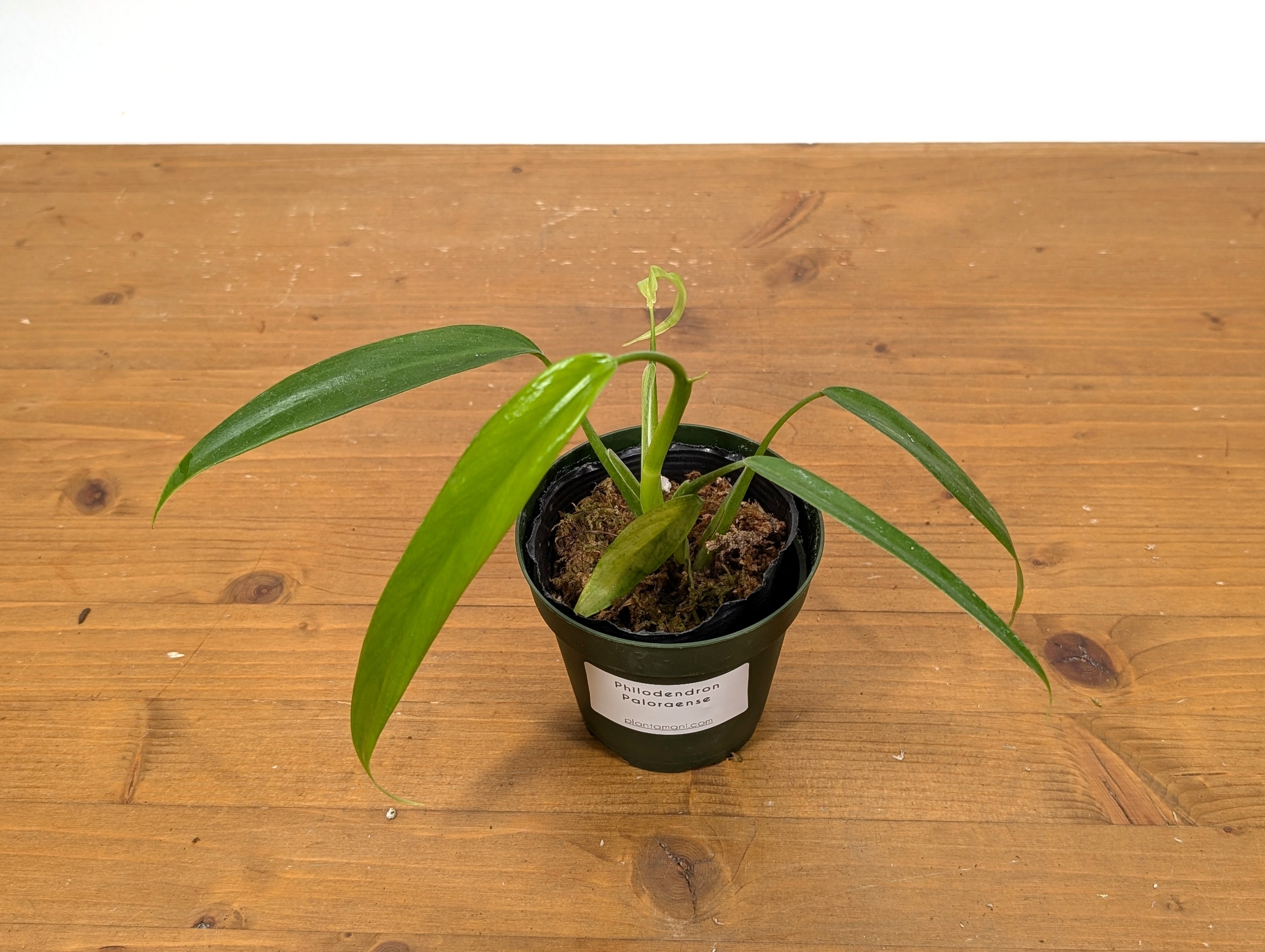 Philodendron Paloraense