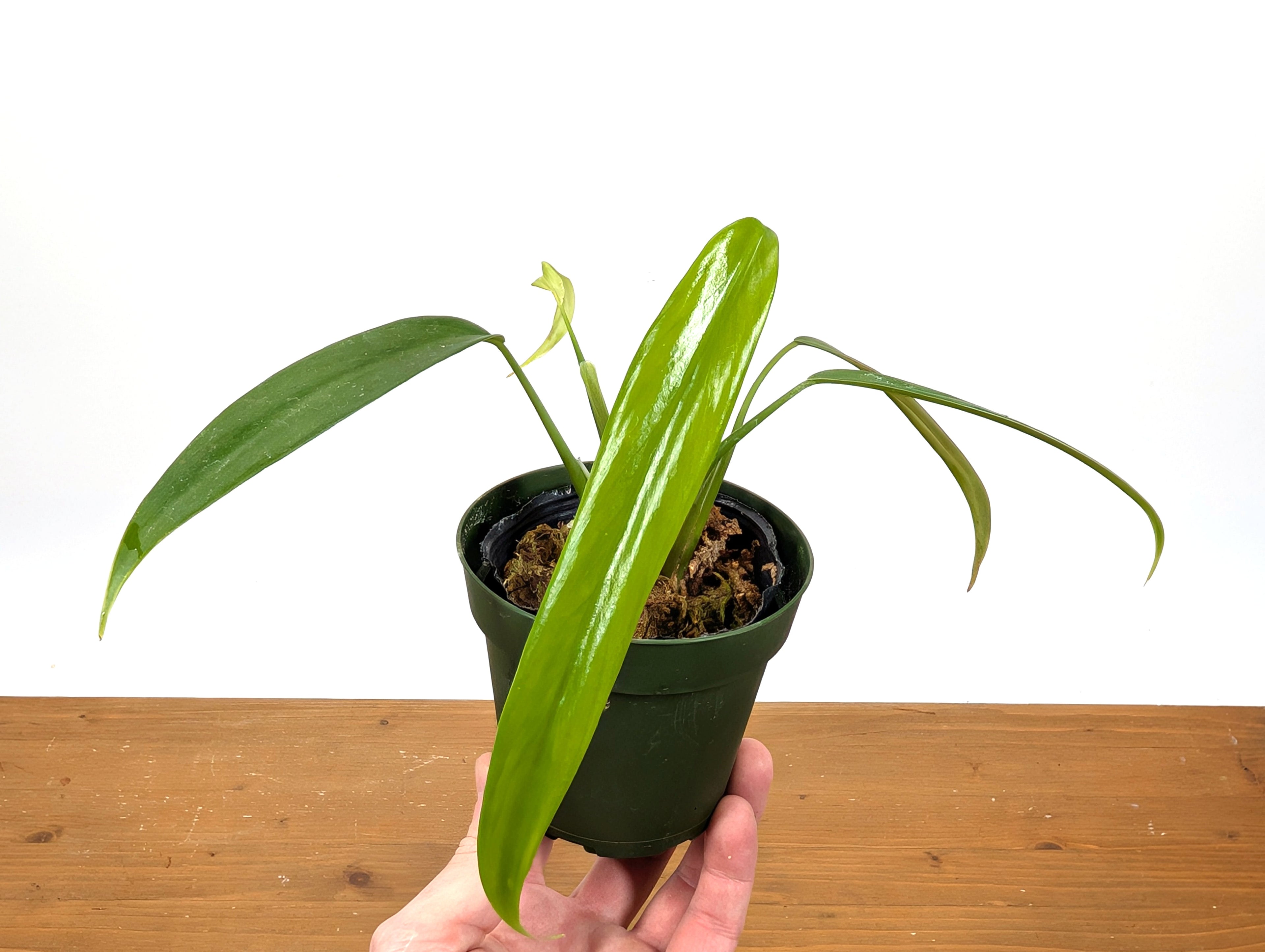 Philodendron Paloraense