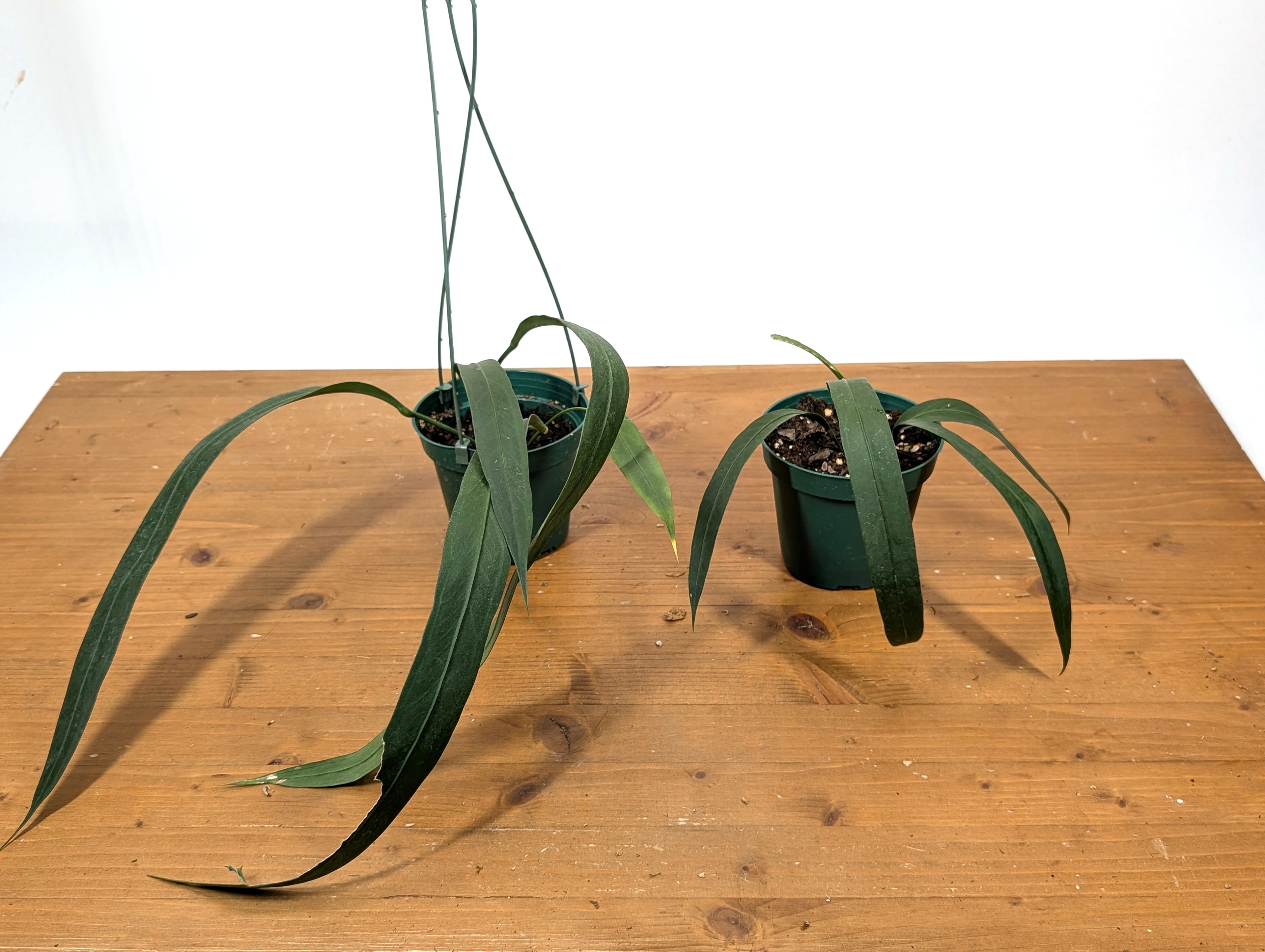 Anthurium Vittarifolium