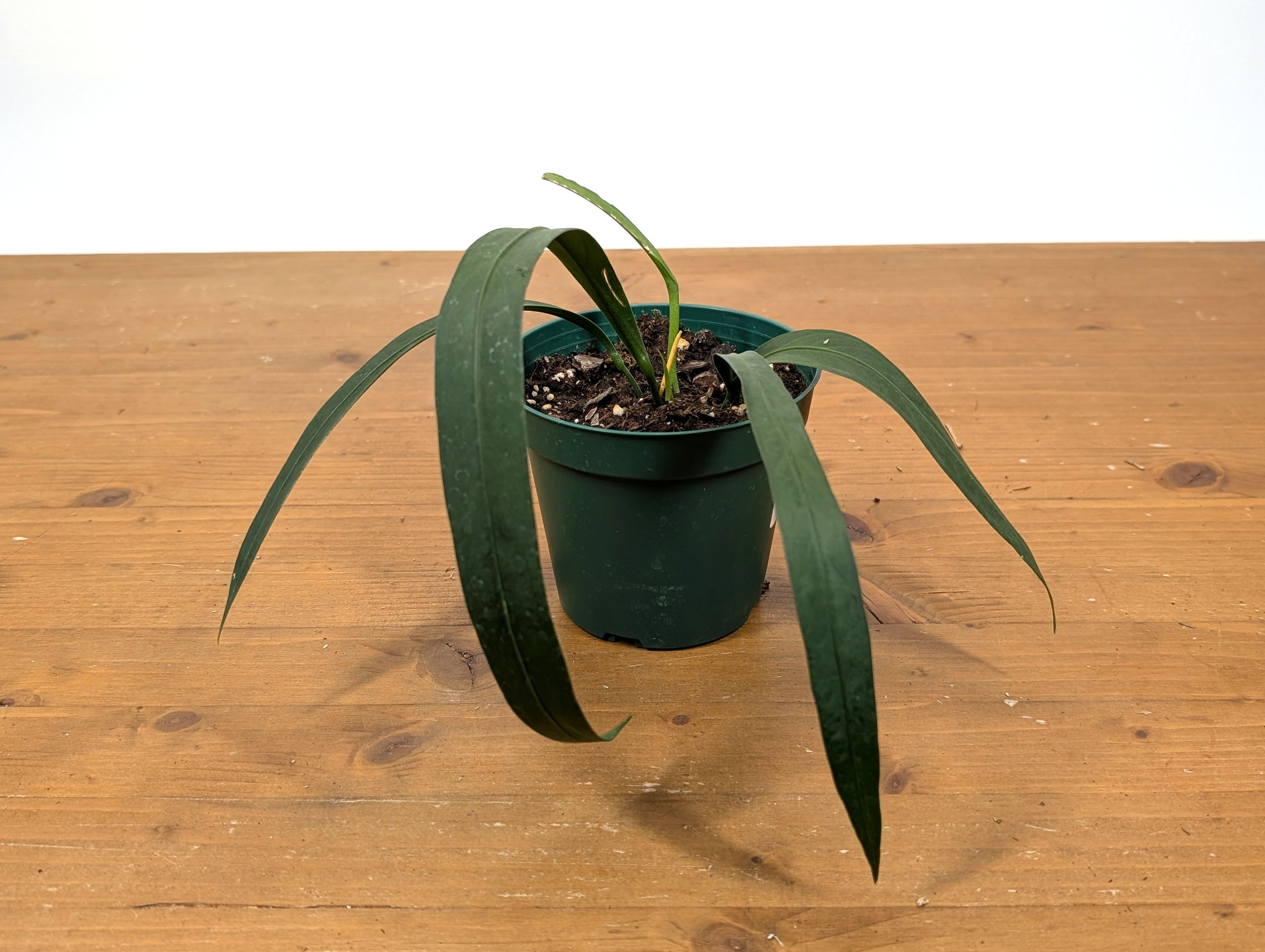Anthurium Vittarifolium