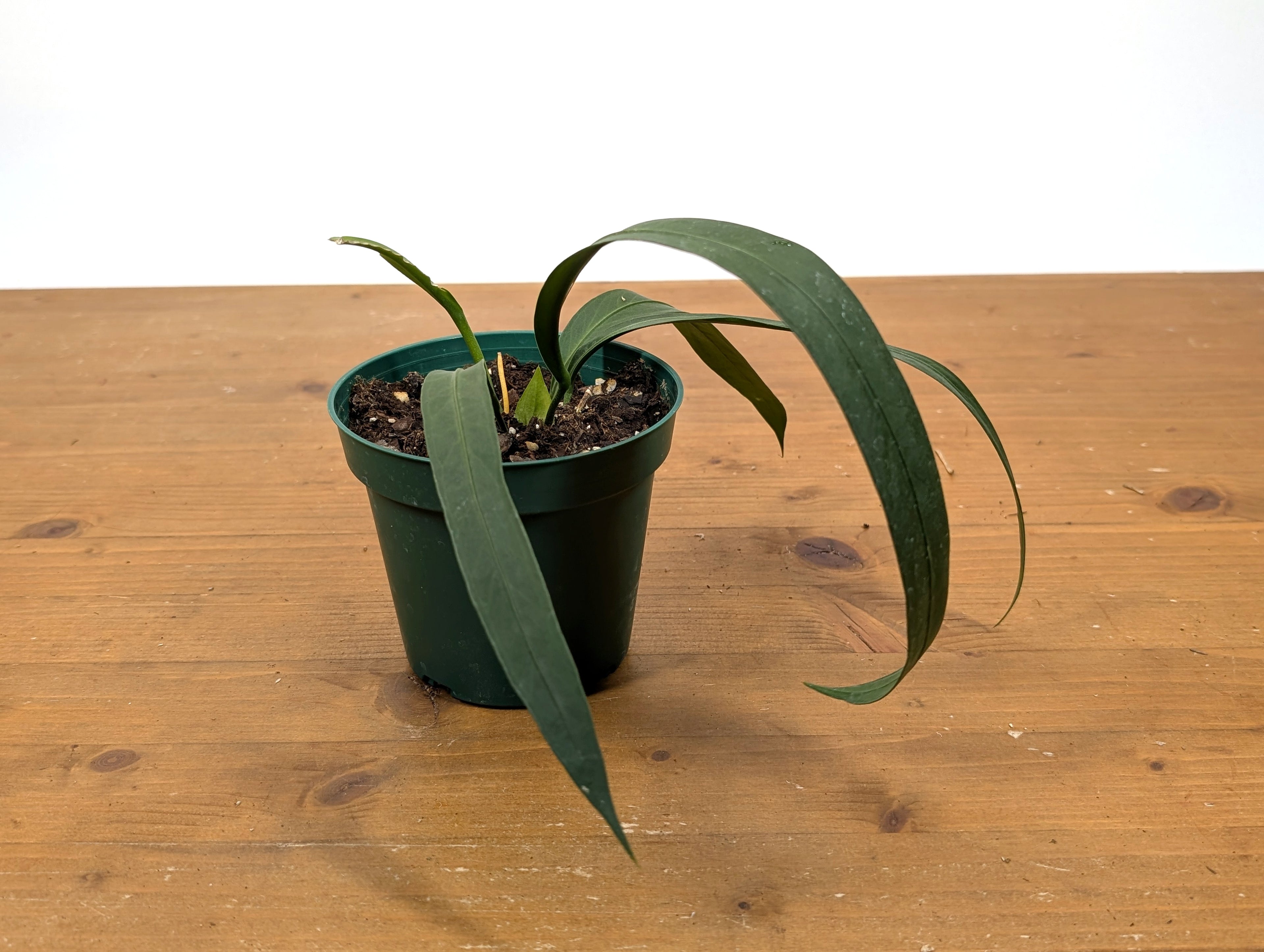 Anthurium Vittarifolium