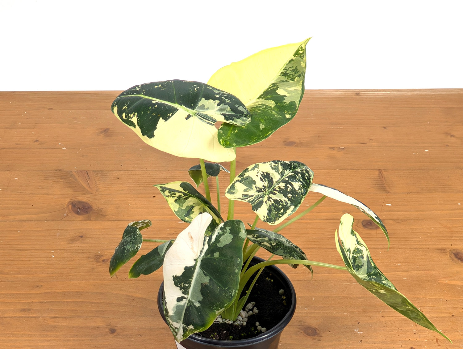 Alocasia Frydek Variegated