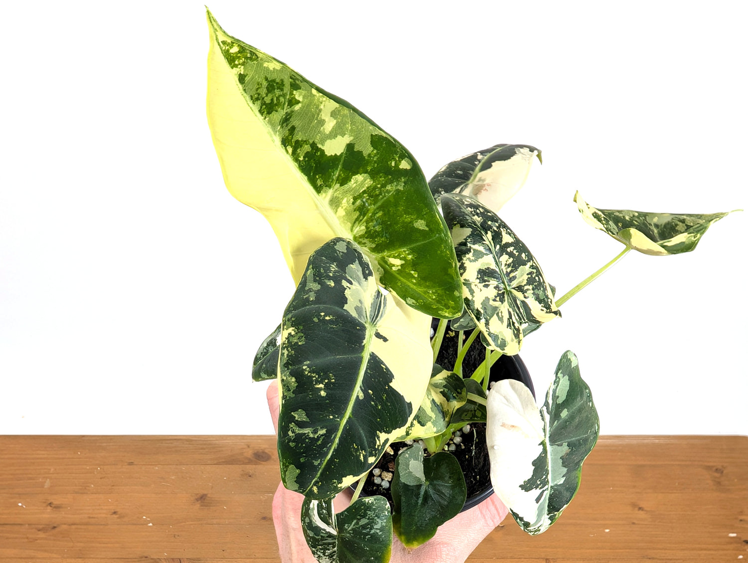 Alocasia Frydek Variegated