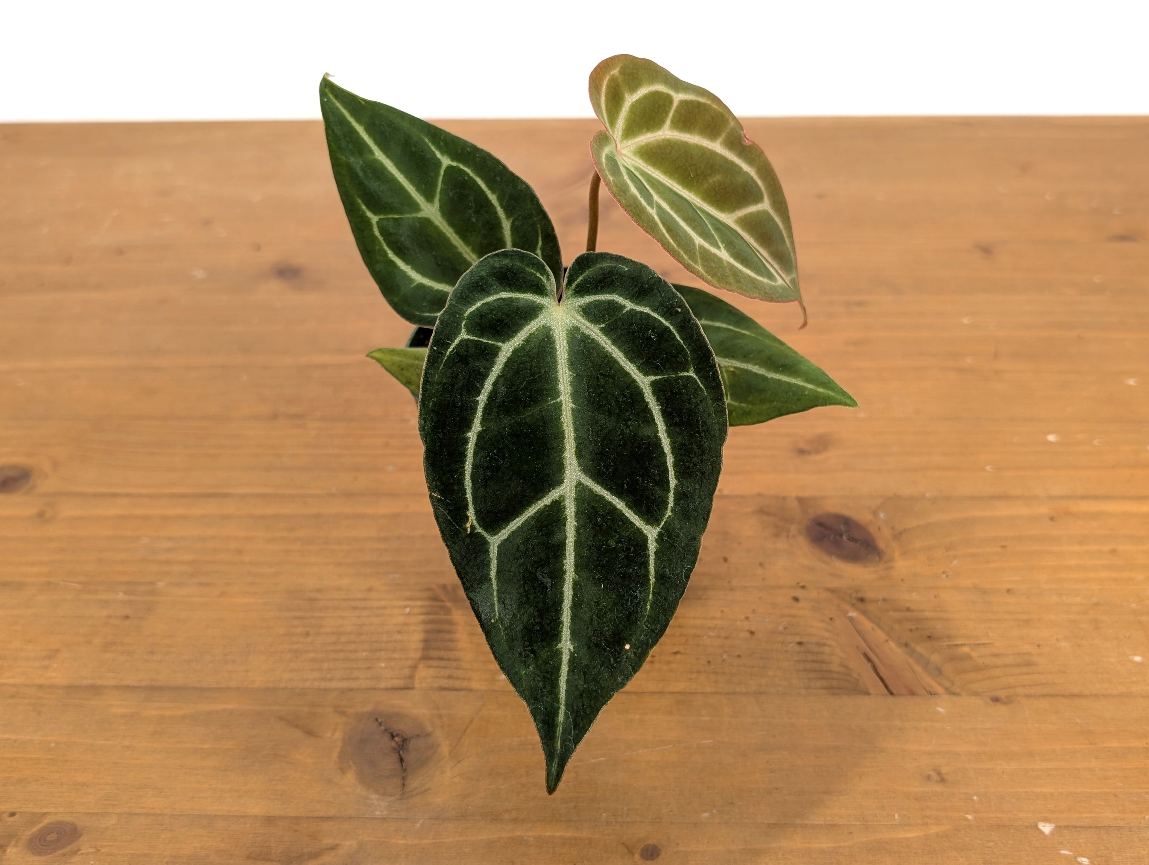 Anthurium Crystal Sky