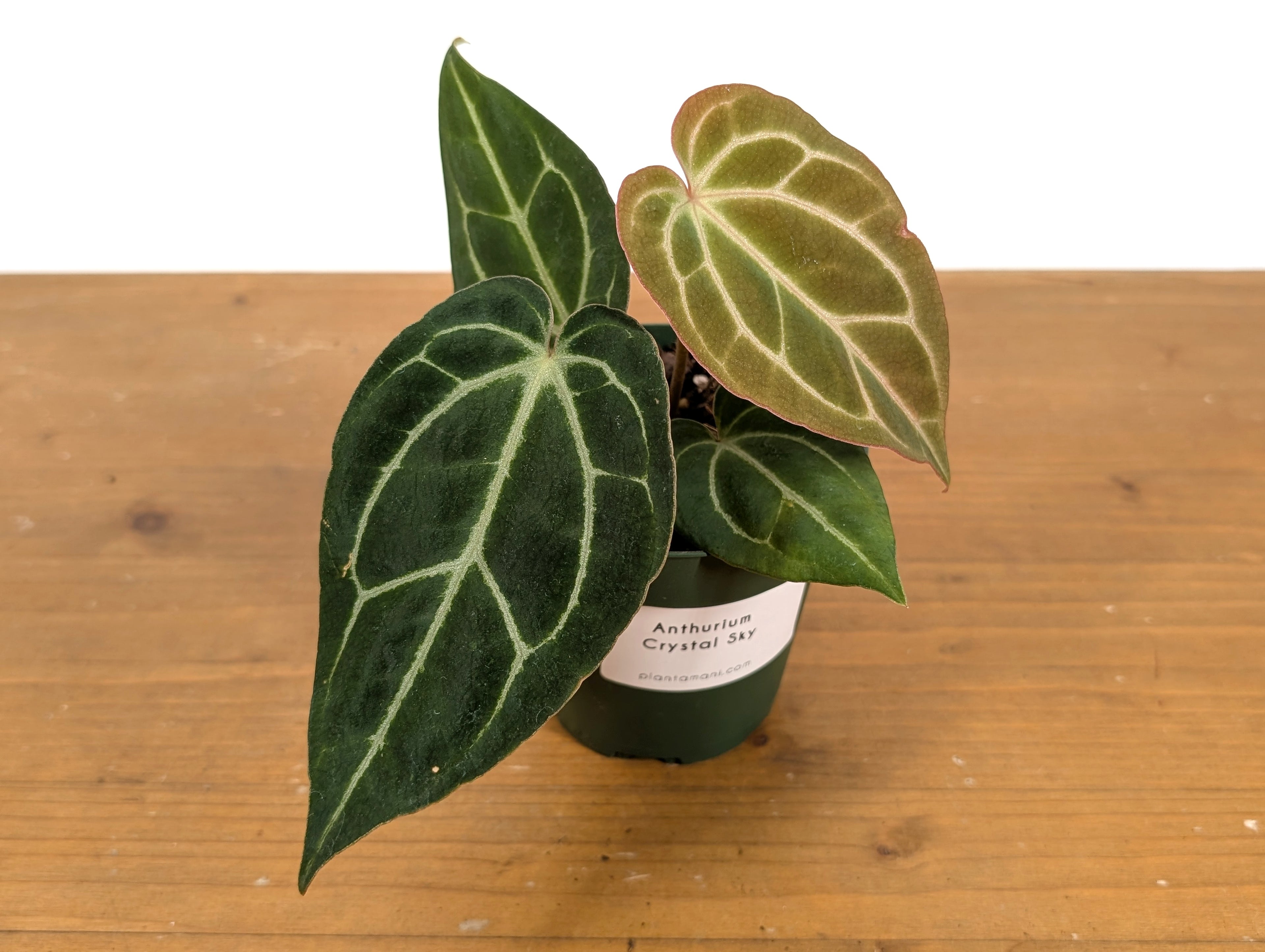 Anthurium Crystal Sky