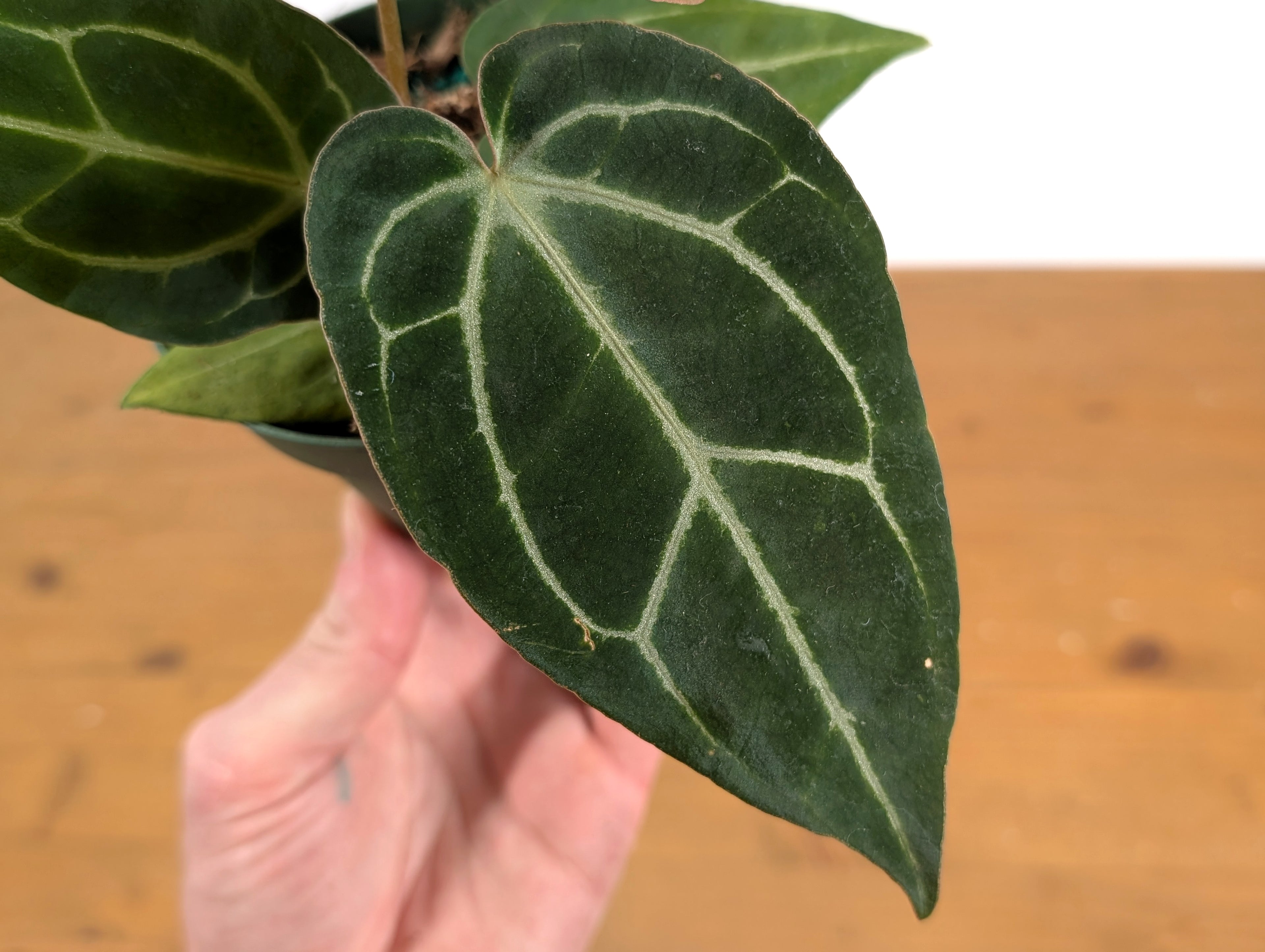 Anthurium Crystal Sky (Crystallinum x Besseae)