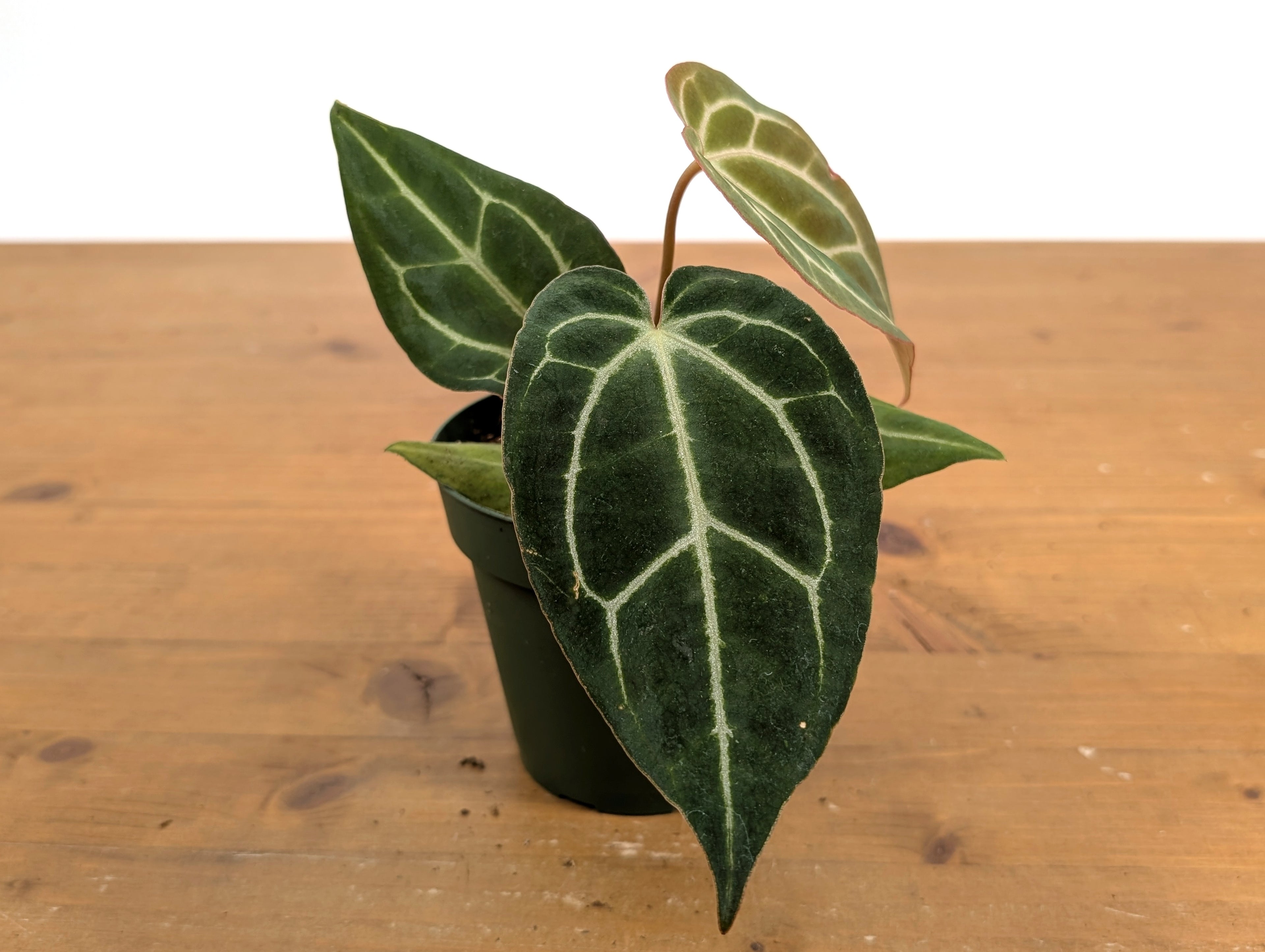 Anthurium Crystal Sky