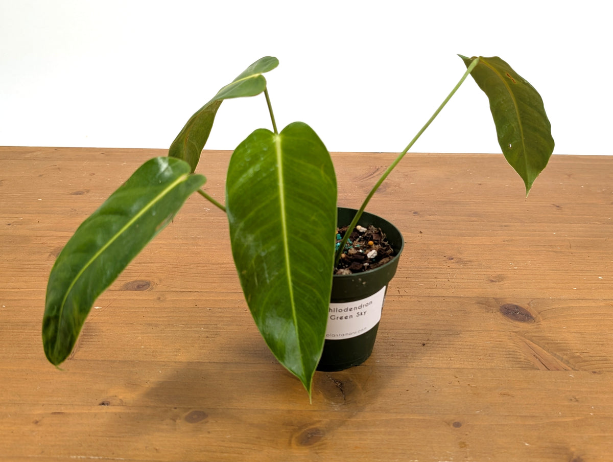 Philodendron Green Sky