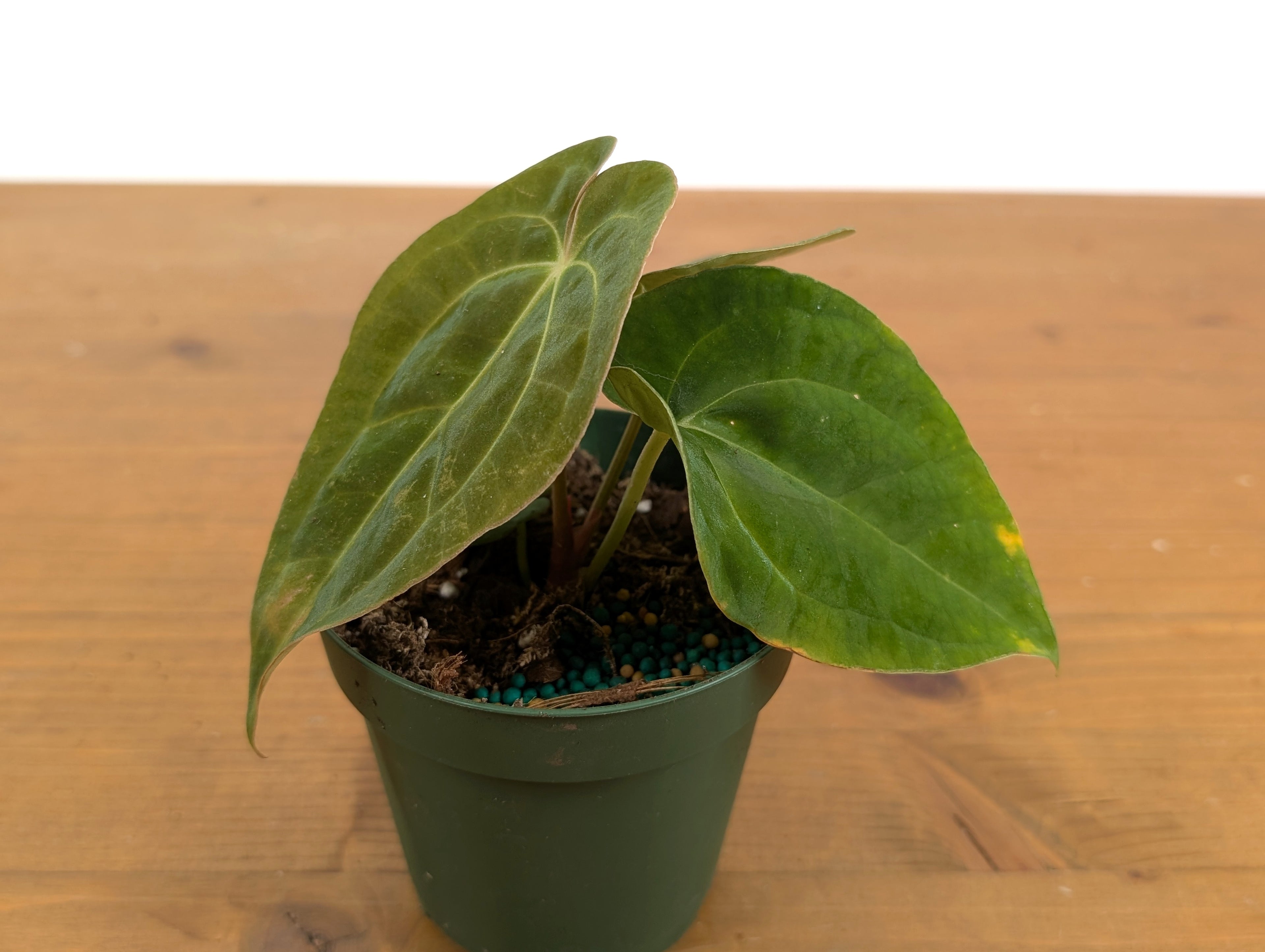 Anthurium Papillilaminum