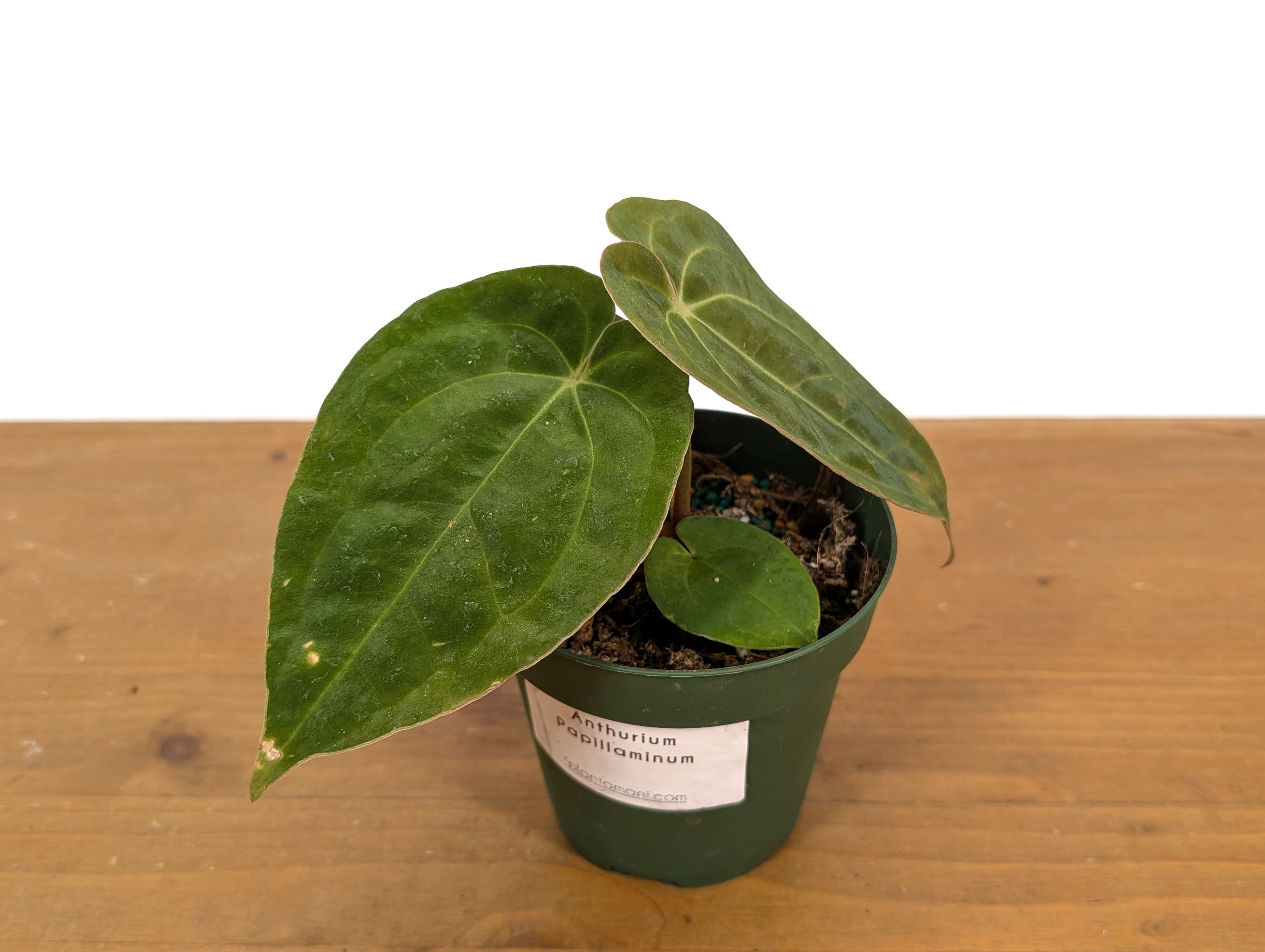 Anthurium Papillilaminum