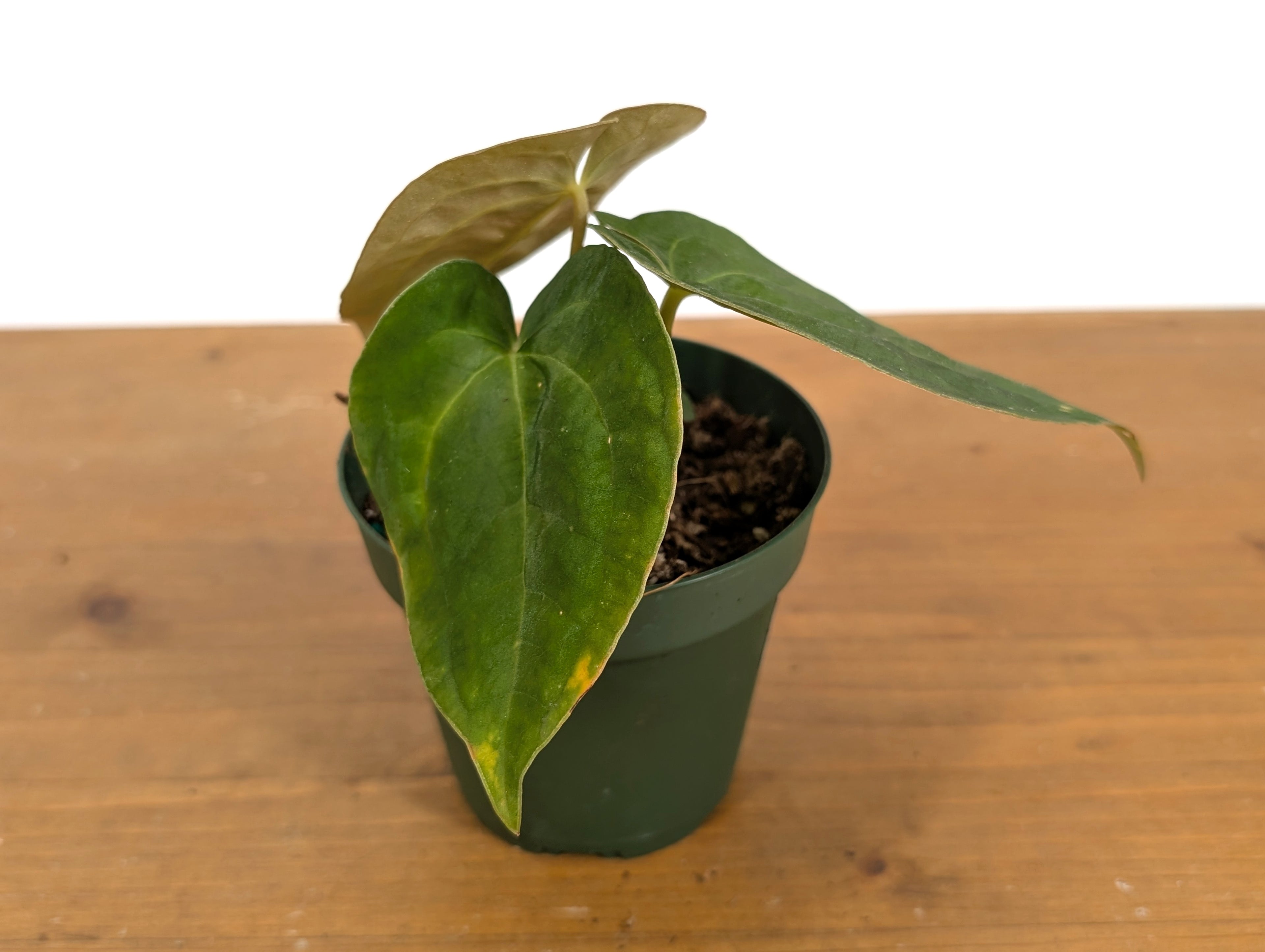 Anthurium Papillilaminum