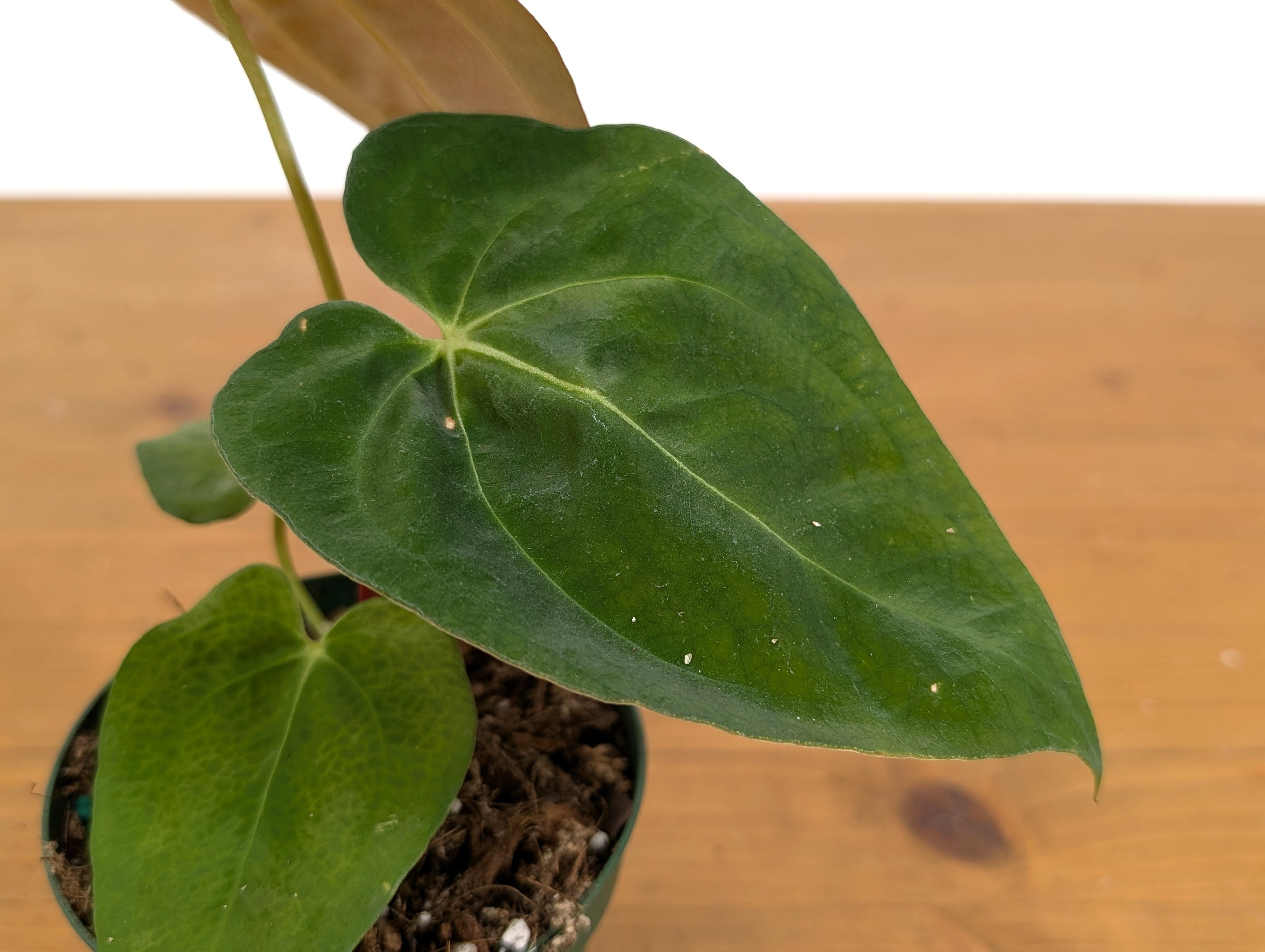 Anthurium Crystallinum x Papillilaminum