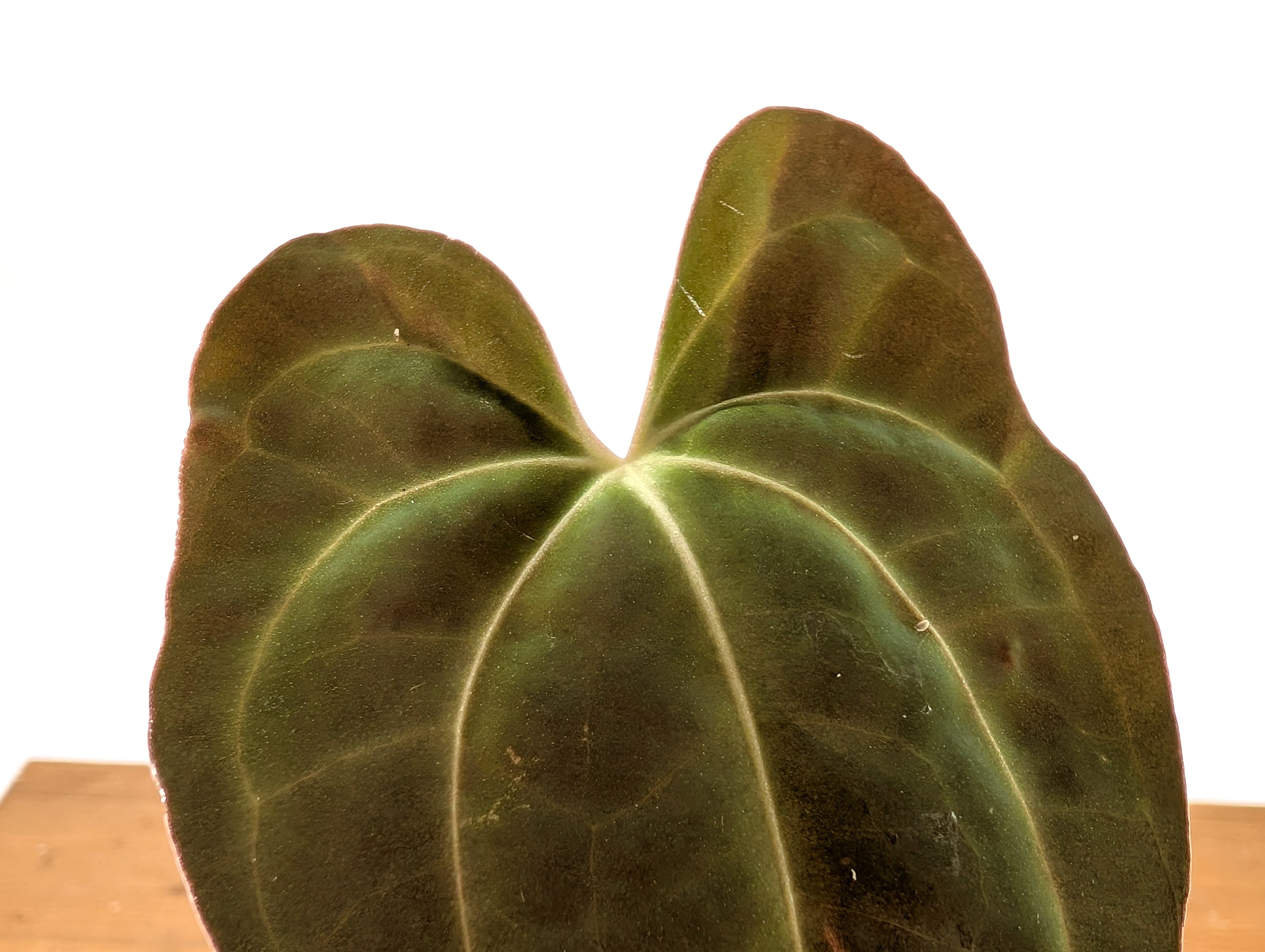 Anthurium Crystallinum x Papillilaminum