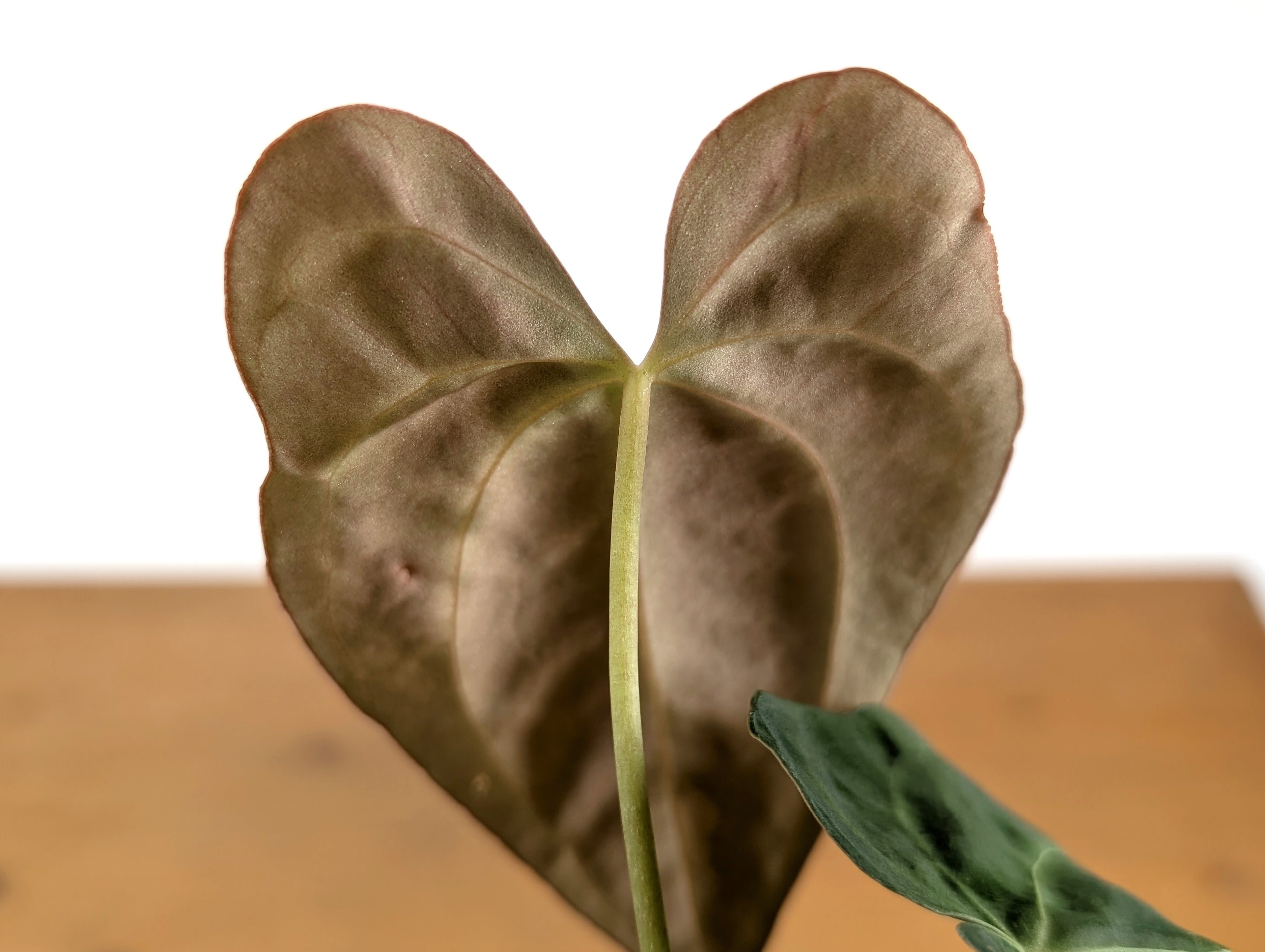 Anthurium Crystallinum x Papillilaminum