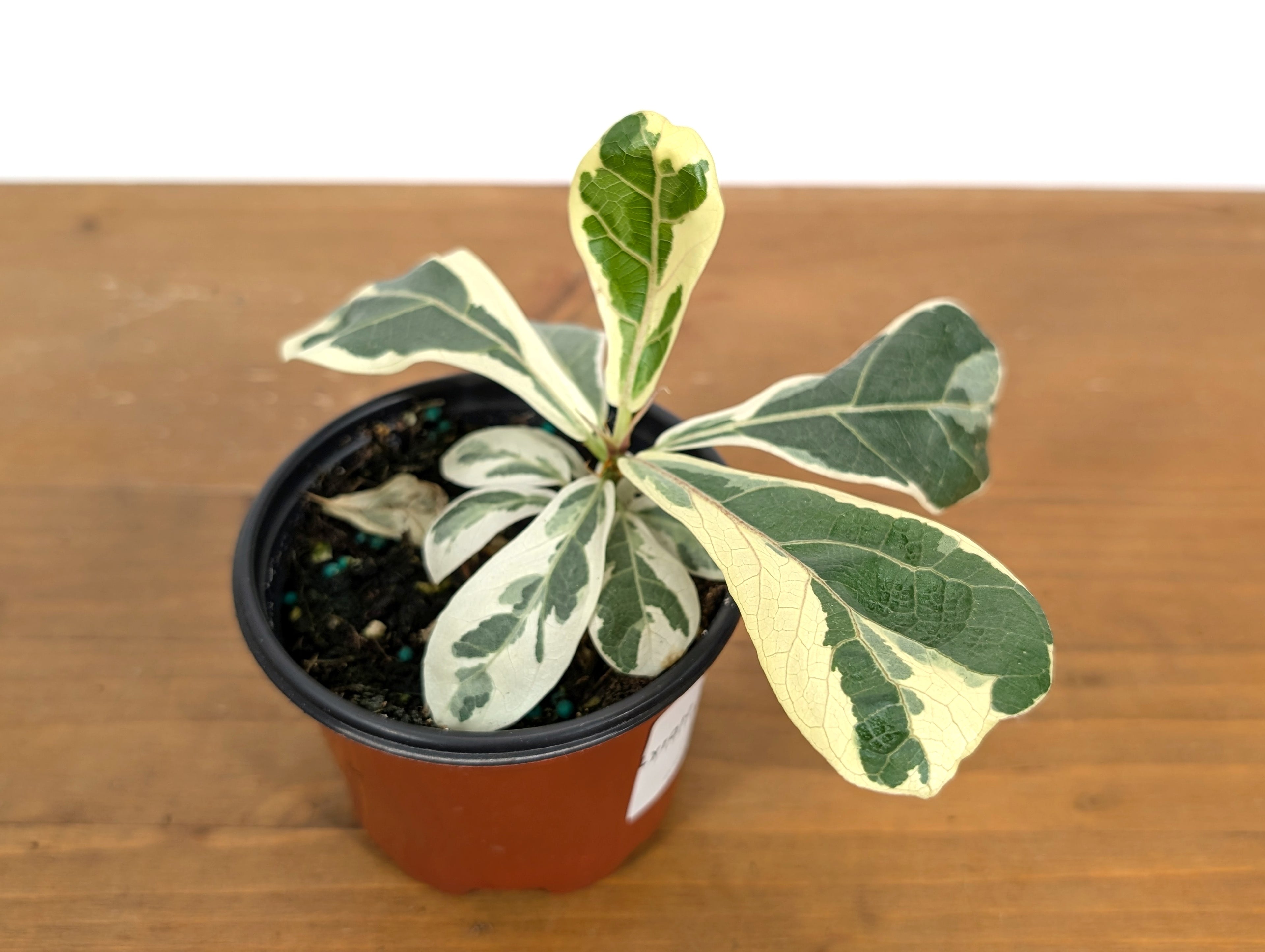 Ficus Lyrata Varieagated Fiddle Leaf Fig