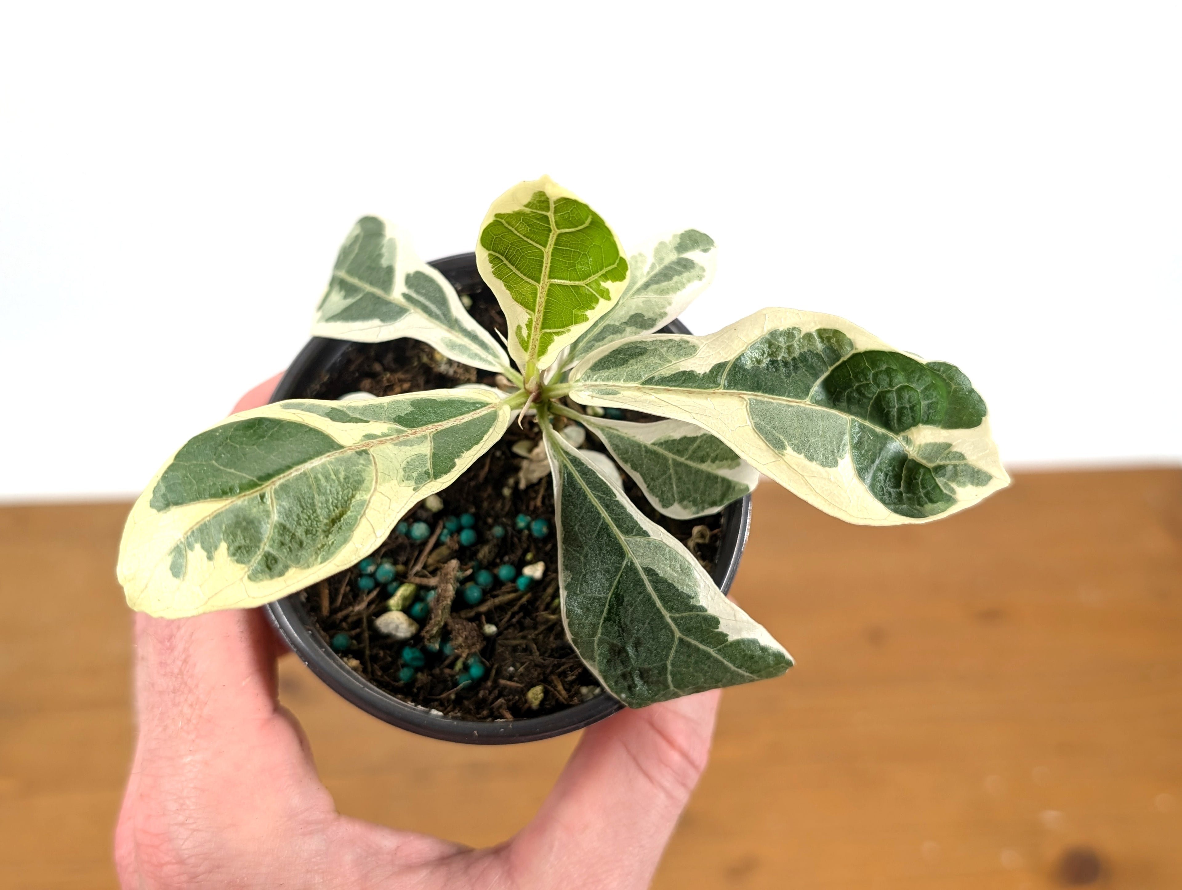 Ficus Lyrata Varieagated Fiddle Leaf Fig