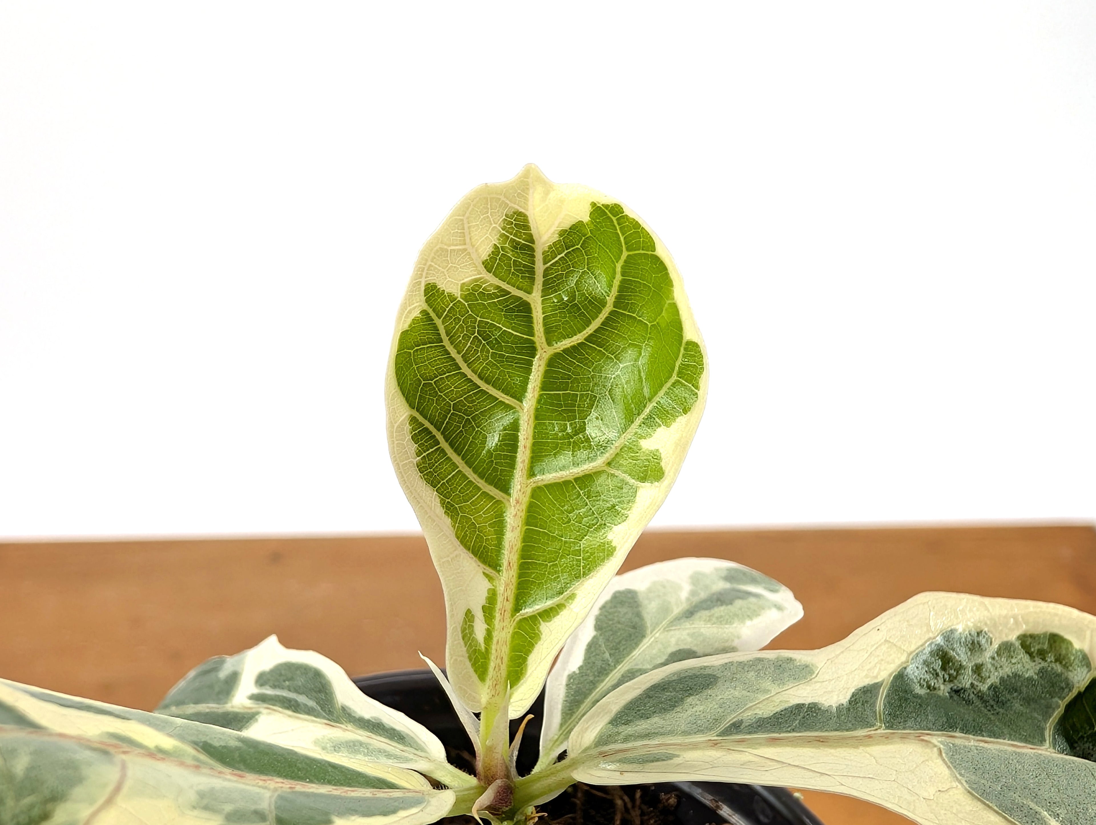Ficus Lyrata Varieagated Fiddle Leaf Fig