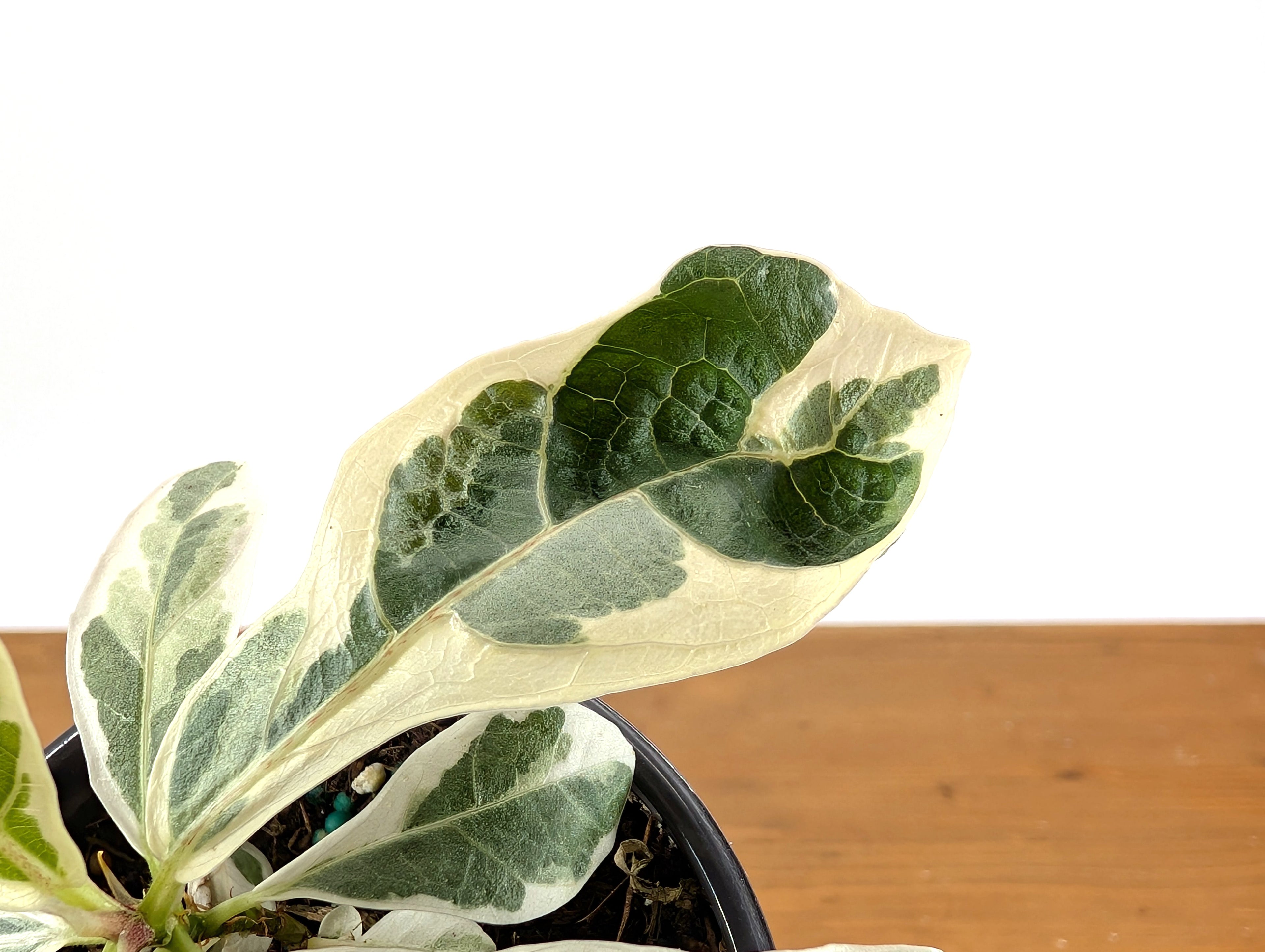 Ficus Lyrata Varieagated Fiddle Leaf Fig